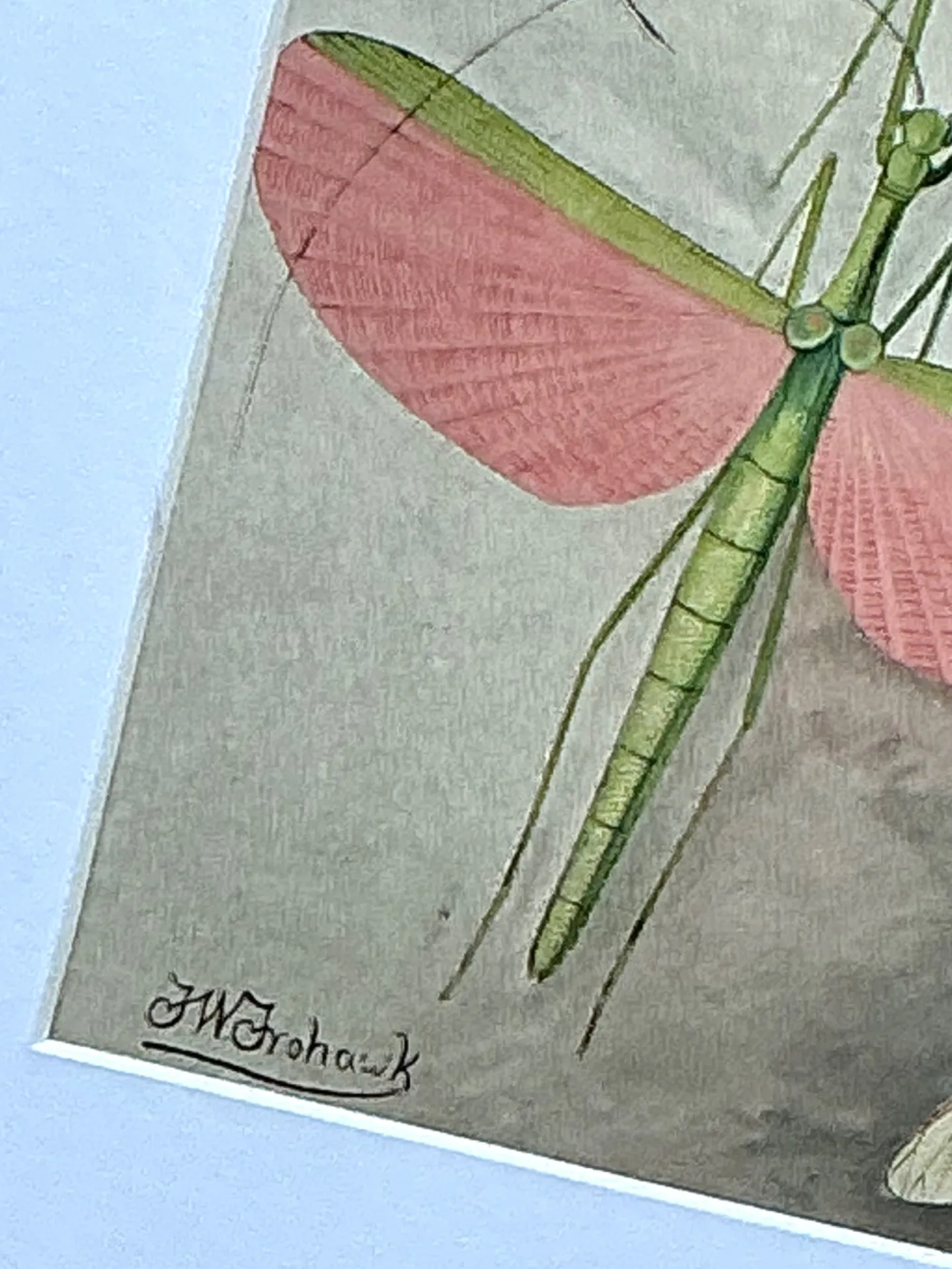 Vintage Botanical Insect Study in Gilt Frame — additional photo 2