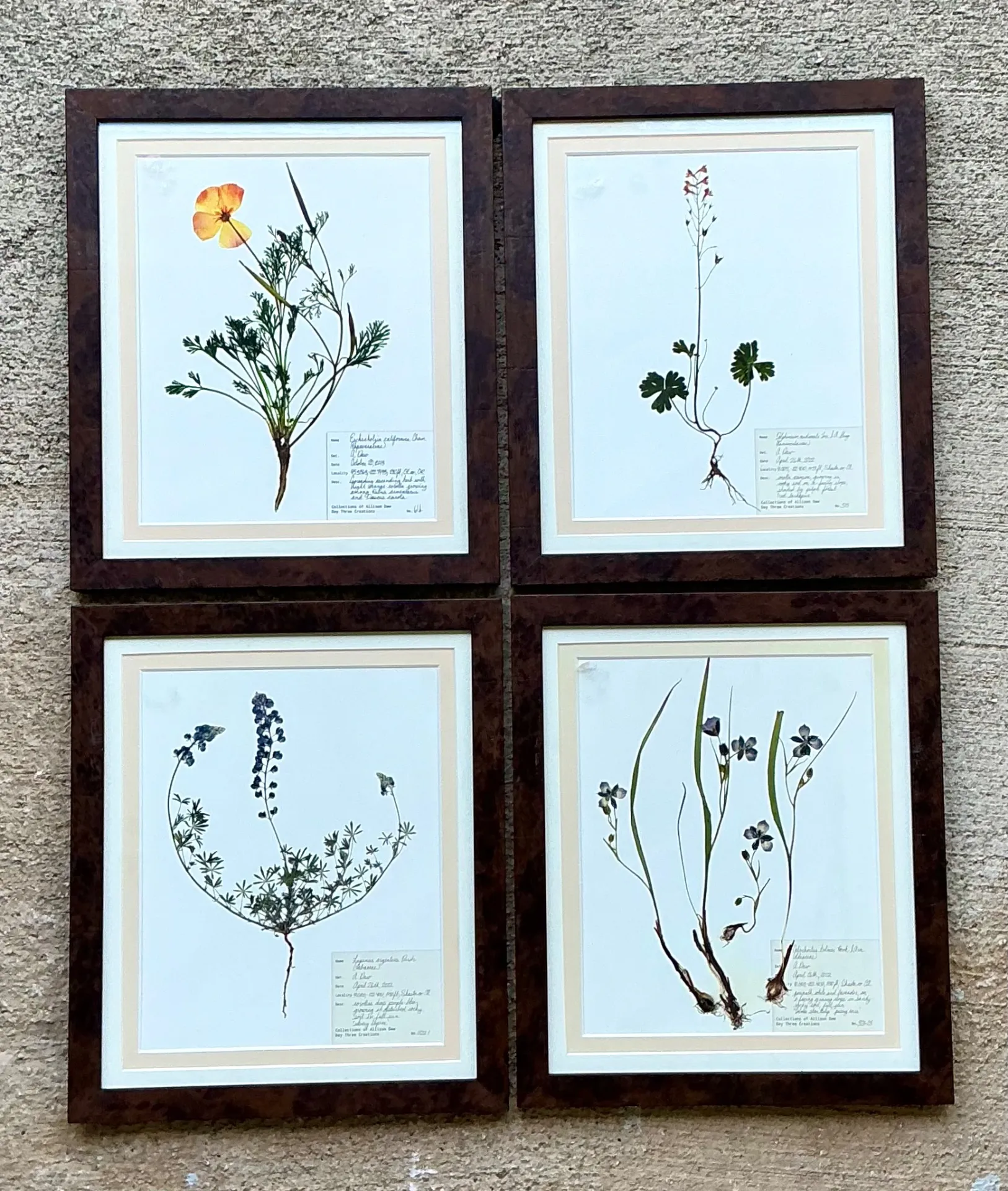Vintage Botanical Herbarium Prints in Wood Frames - Set of 4 — additional photo 8