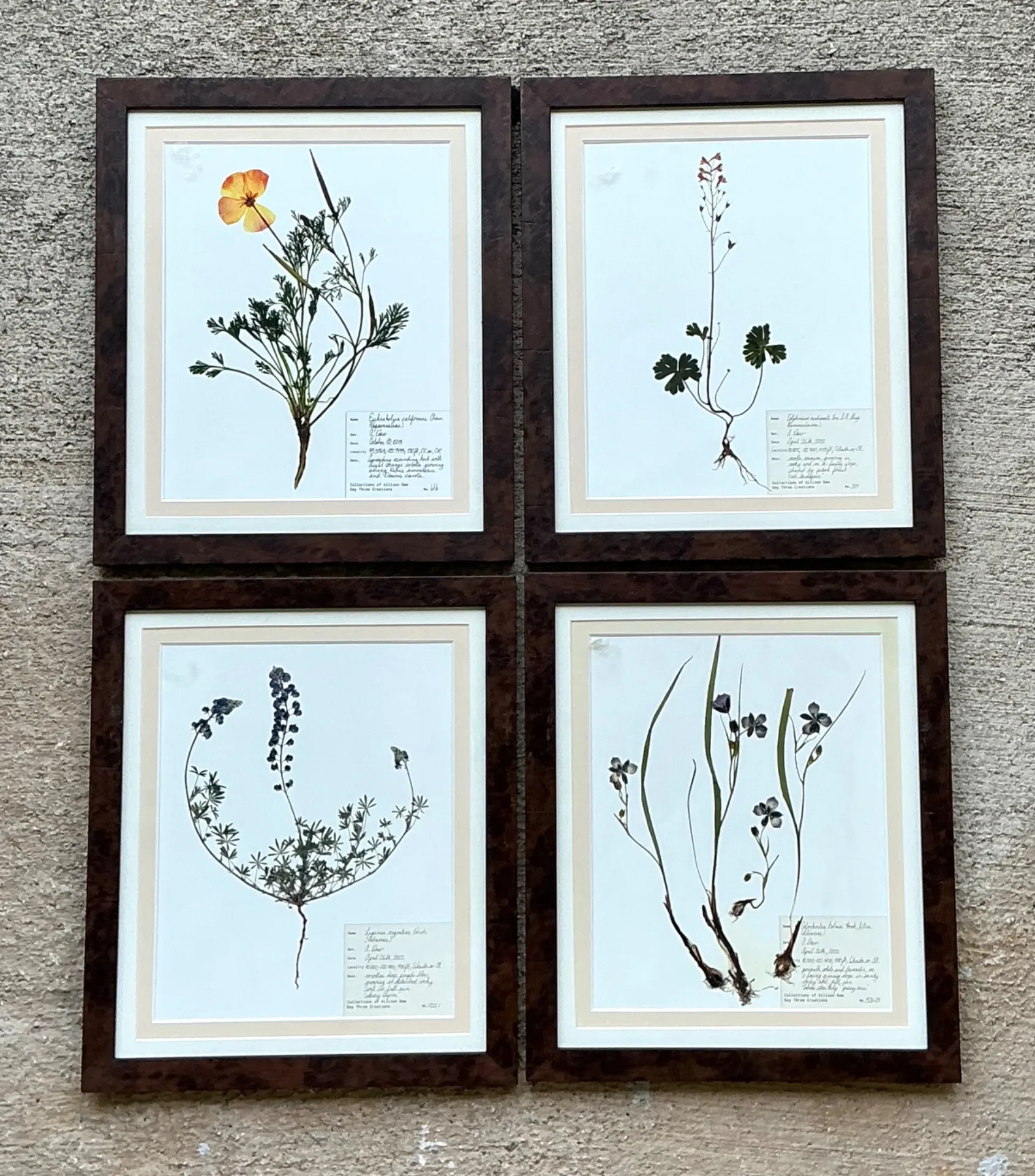 Vintage Botanical Herbarium Prints in Wood Frames - Set of 4 — additional photo 7