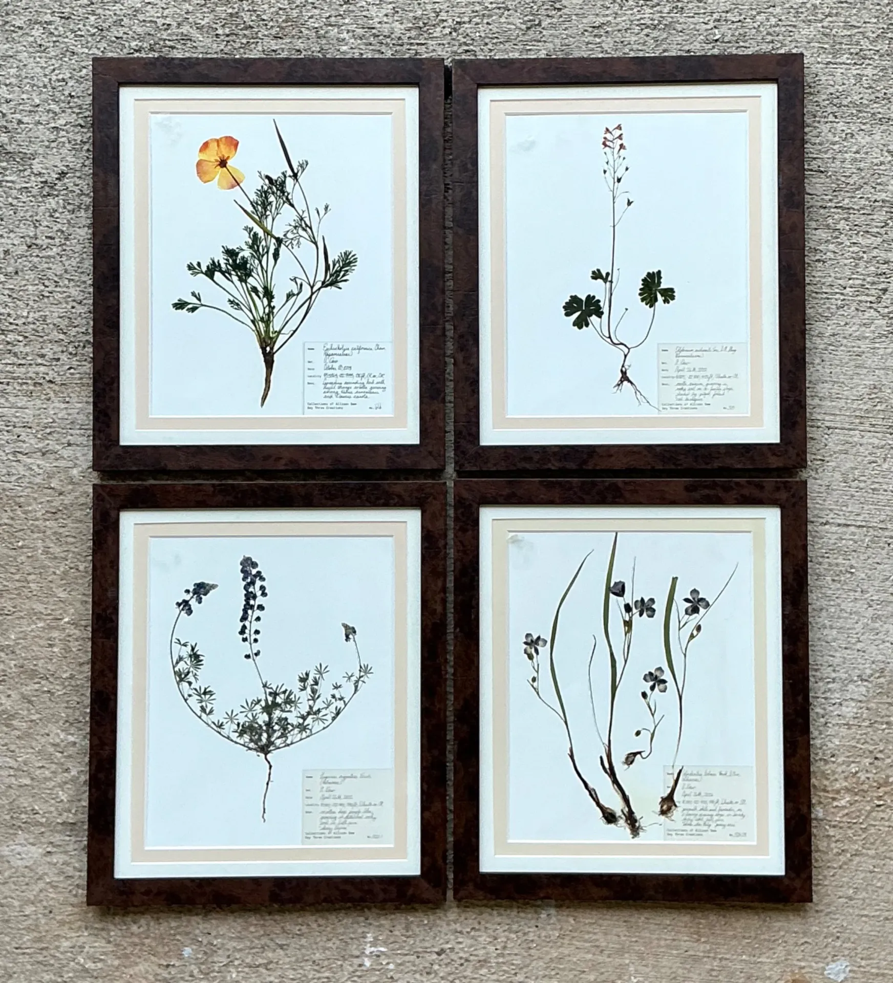 Vintage Botanical Herbarium Prints in Wood Frames - Set of 4 — additional photo 6