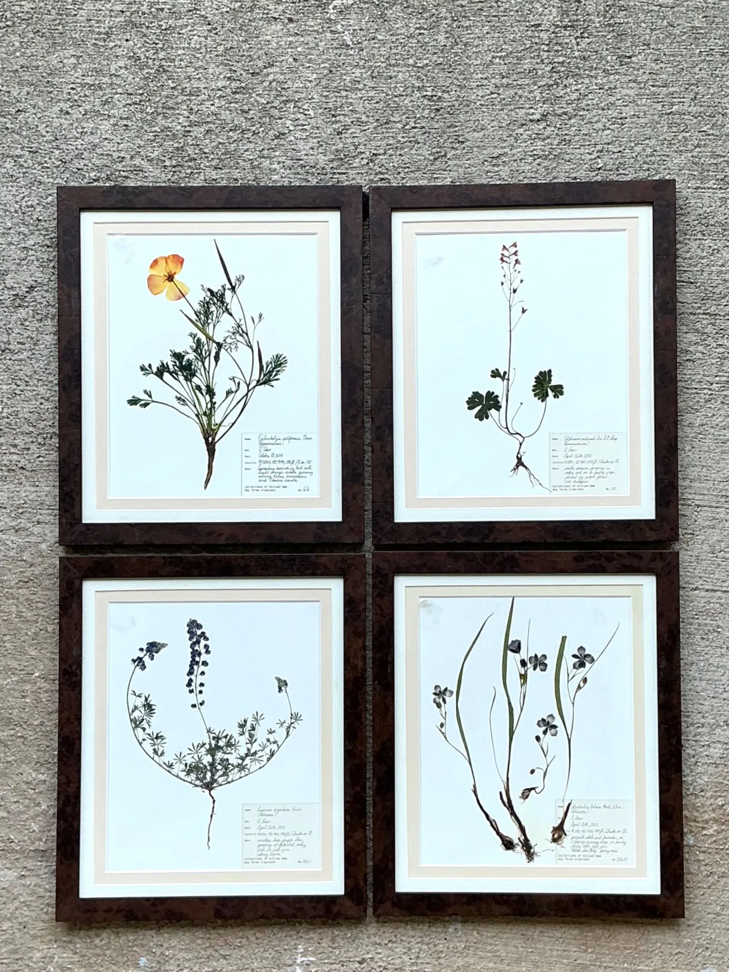 Vintage Botanical Herbarium Prints in Wood Frames - Set of 4 — additional photo 5