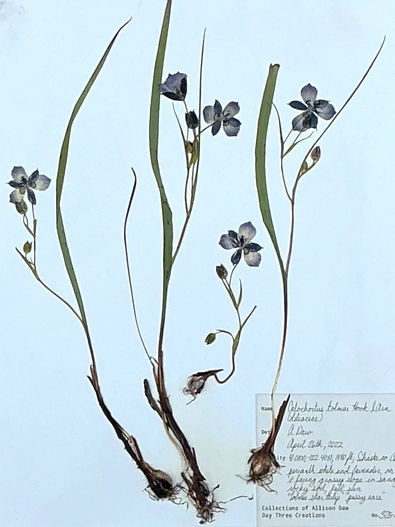 Vintage Botanical Herbarium Prints in Wood Frames - Set of 4 — additional photo 4