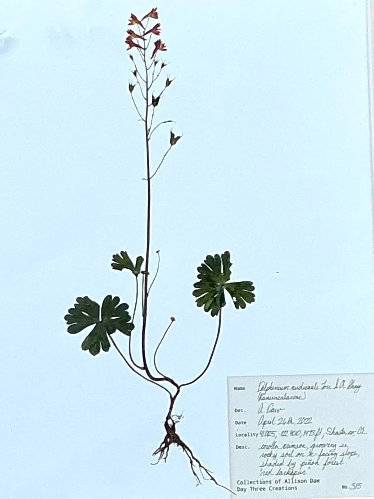 Vintage Botanical Herbarium Prints in Wood Frames - Set of 4 — additional photo 2