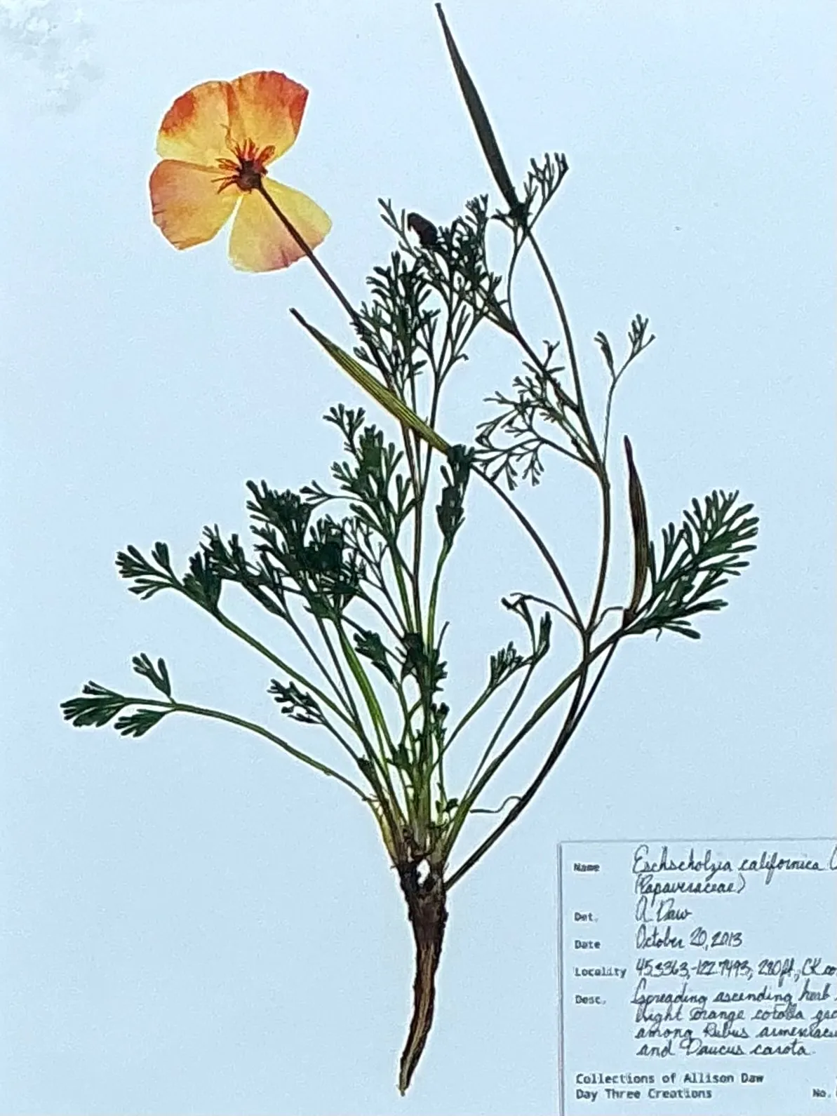 Vintage Botanical Herbarium Prints in Wood Frames - Set of 4 — additional photo 1