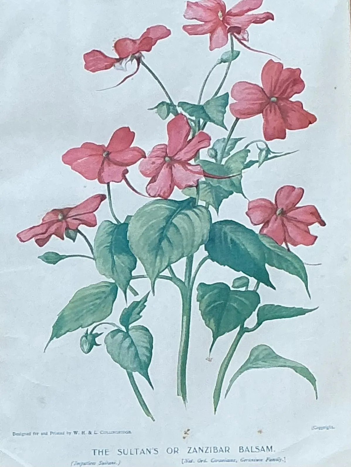 Vintage Botanical Floral Prints in Gilt Frames - Set of 3 — additional photo 4