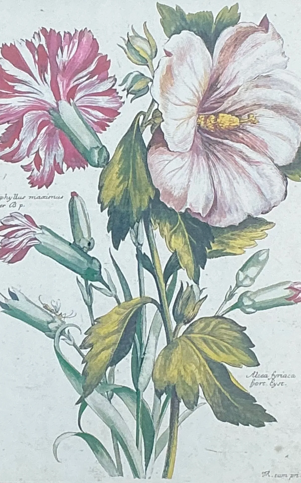 Vintage Chelsea House Botanical Floral Print in Wood Frame