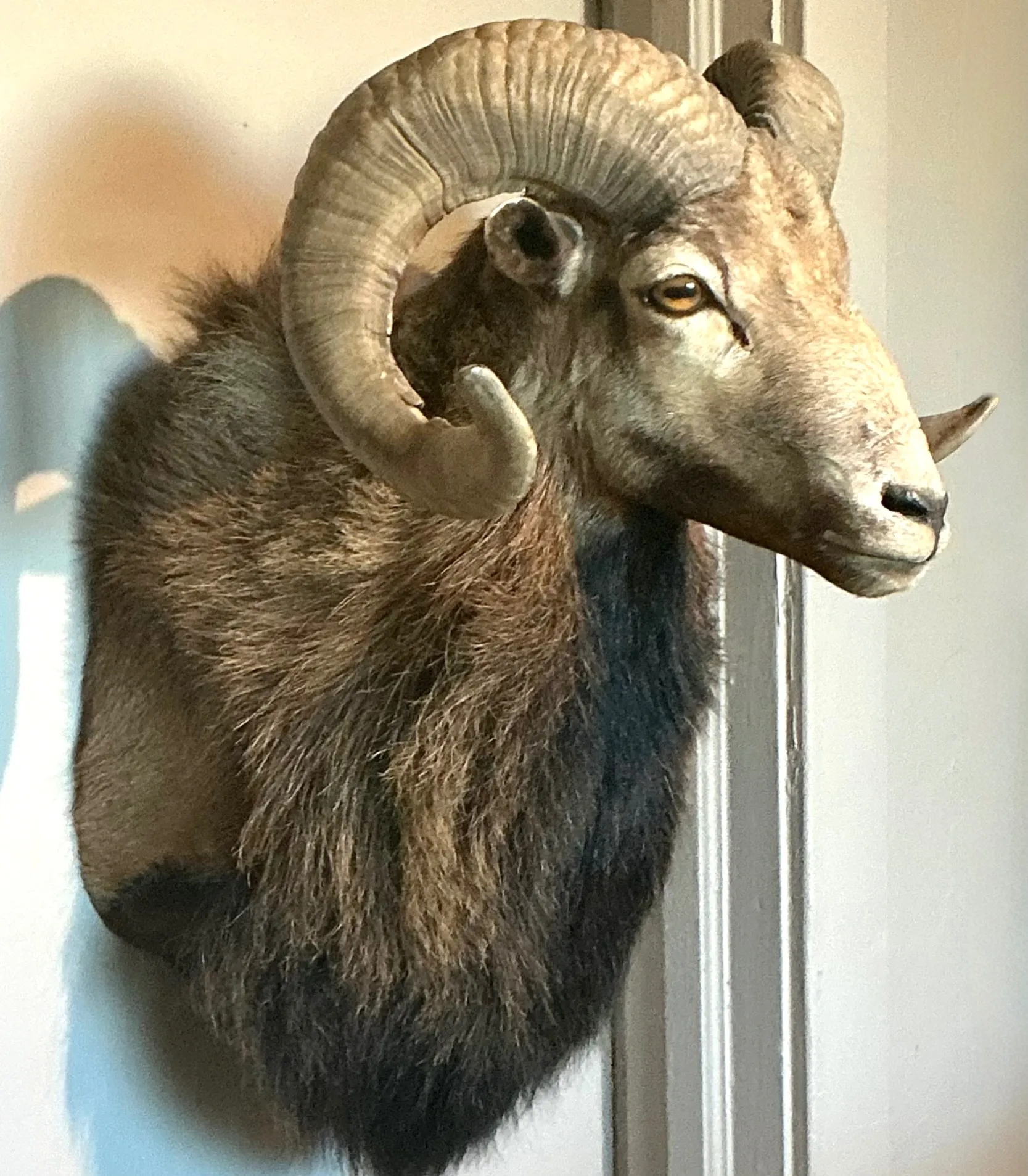 Vintage Ram Taxidermy Wall Mount — additional photo 3