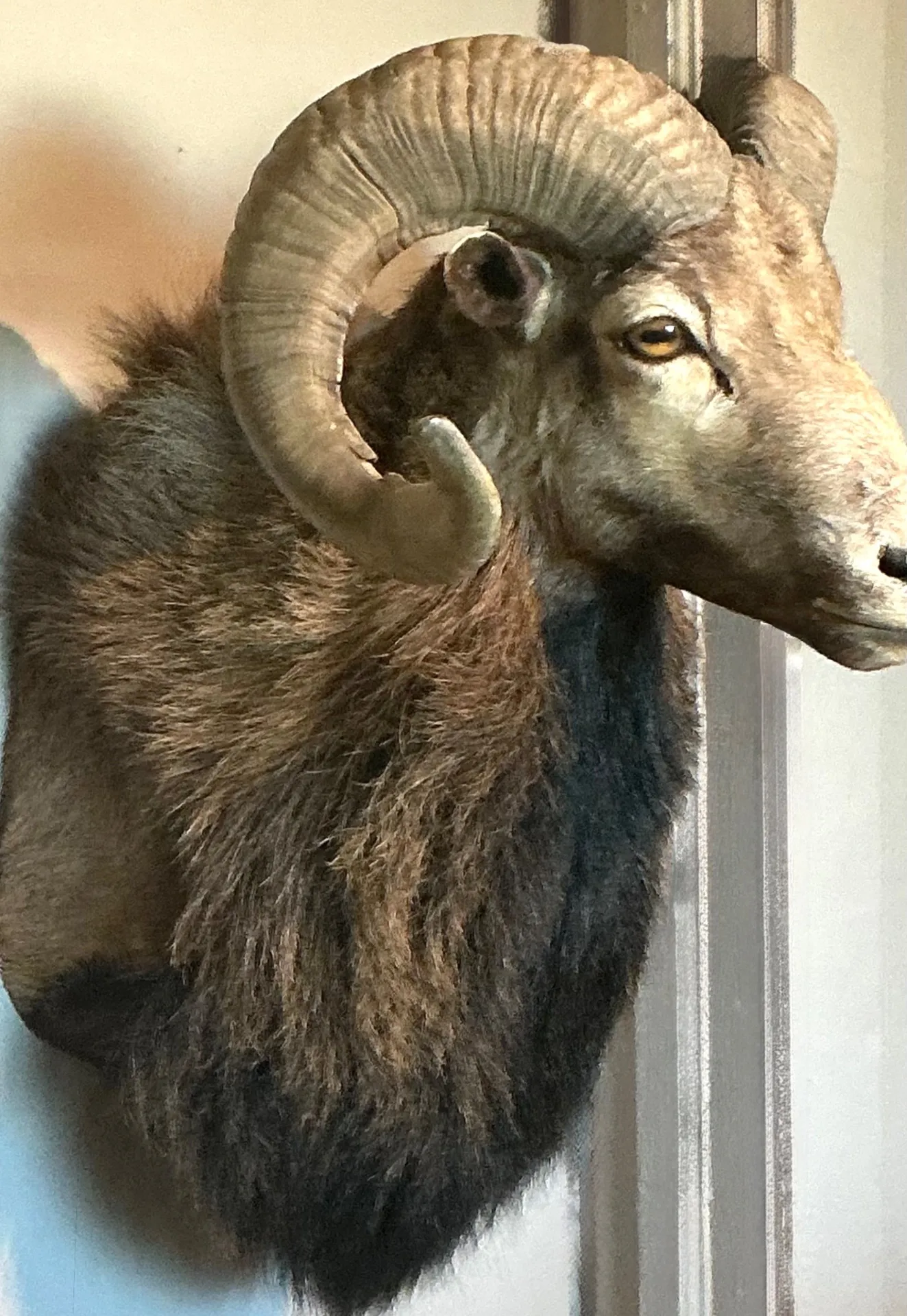 Vintage Ram Taxidermy Wall Mount — additional photo 4
