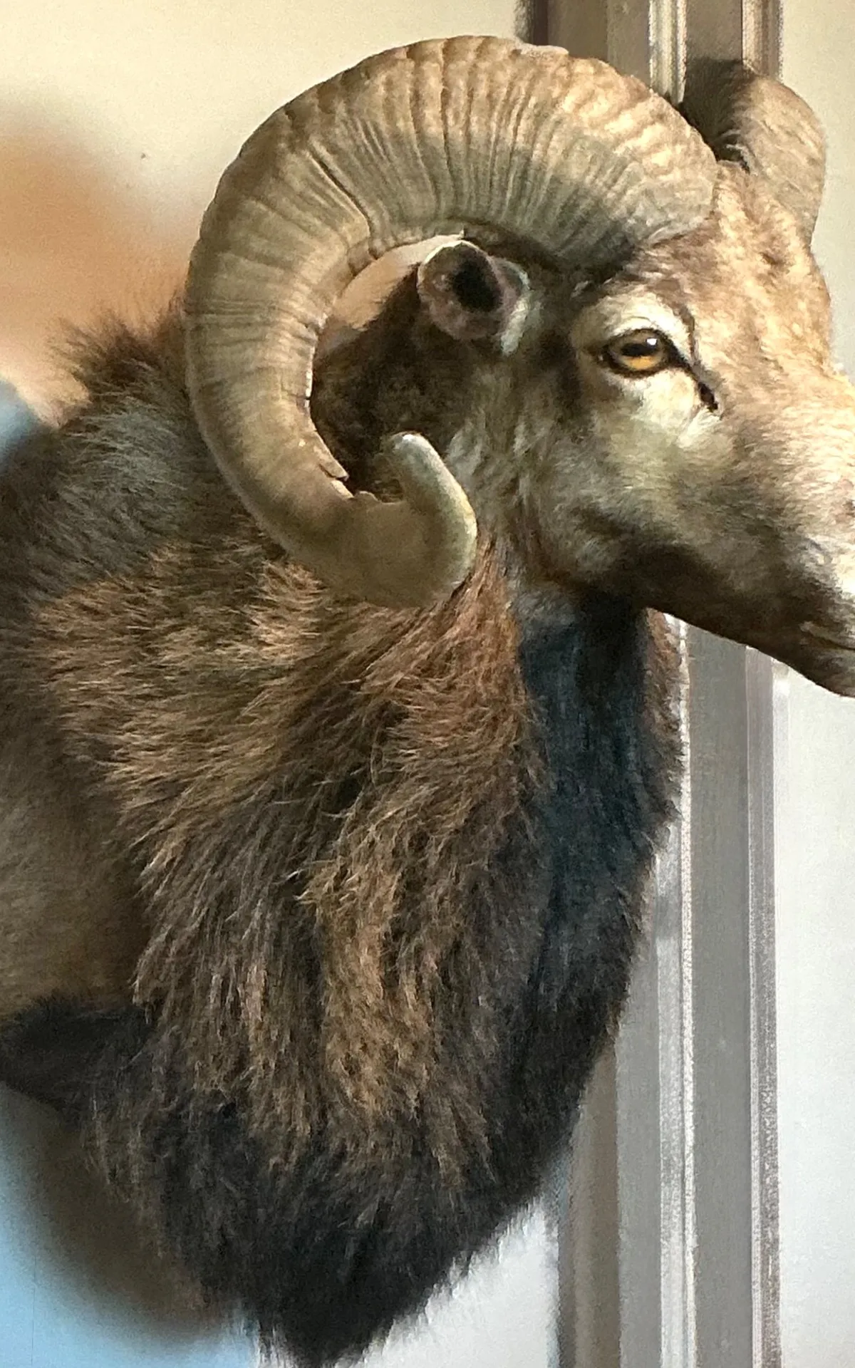 Vintage Ram Taxidermy Wall Mount — additional photo 4