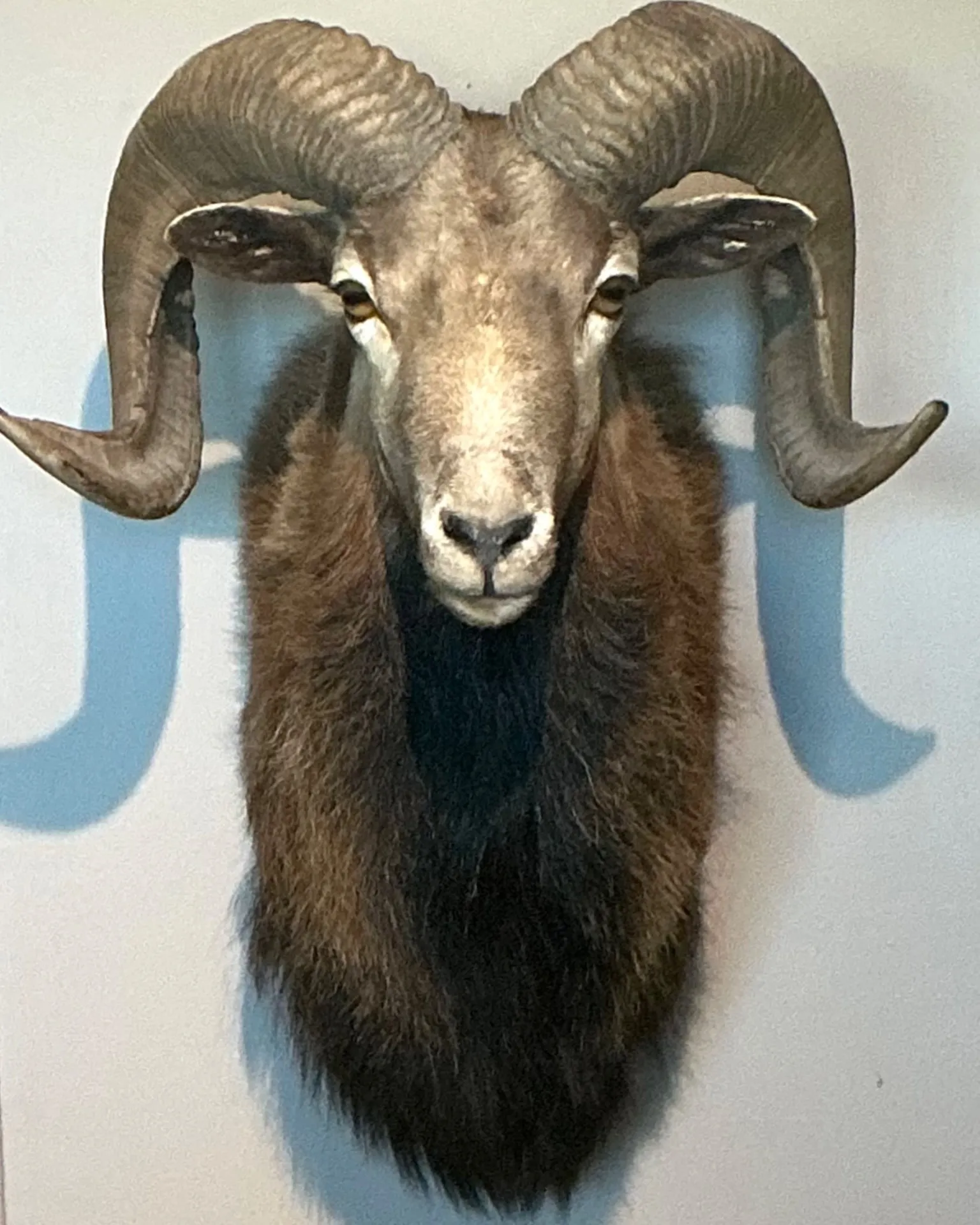 Vintage Ram Taxidermy Wall Mount — additional photo 1