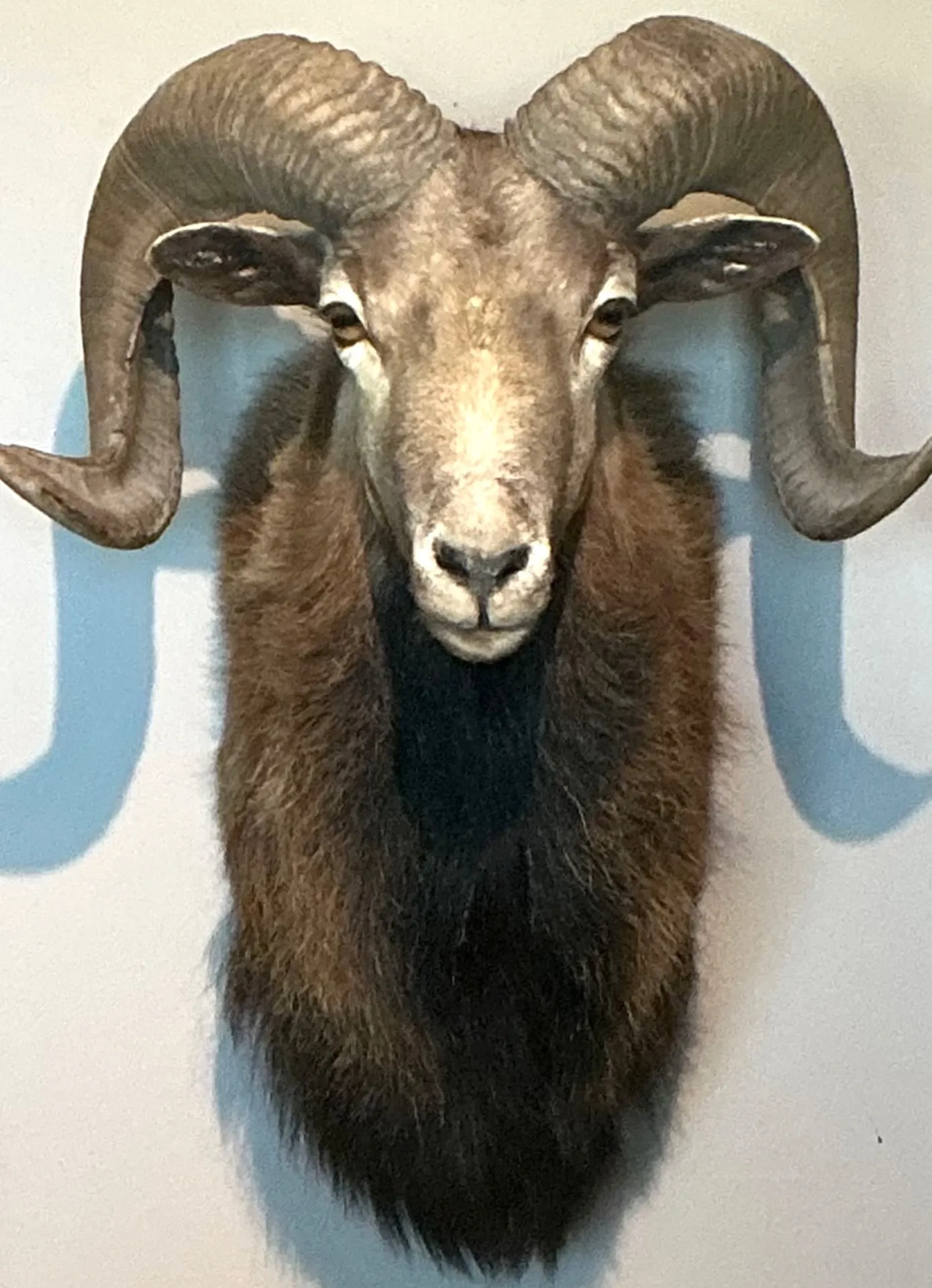 Vintage Ram Taxidermy Wall Mount — additional photo 7