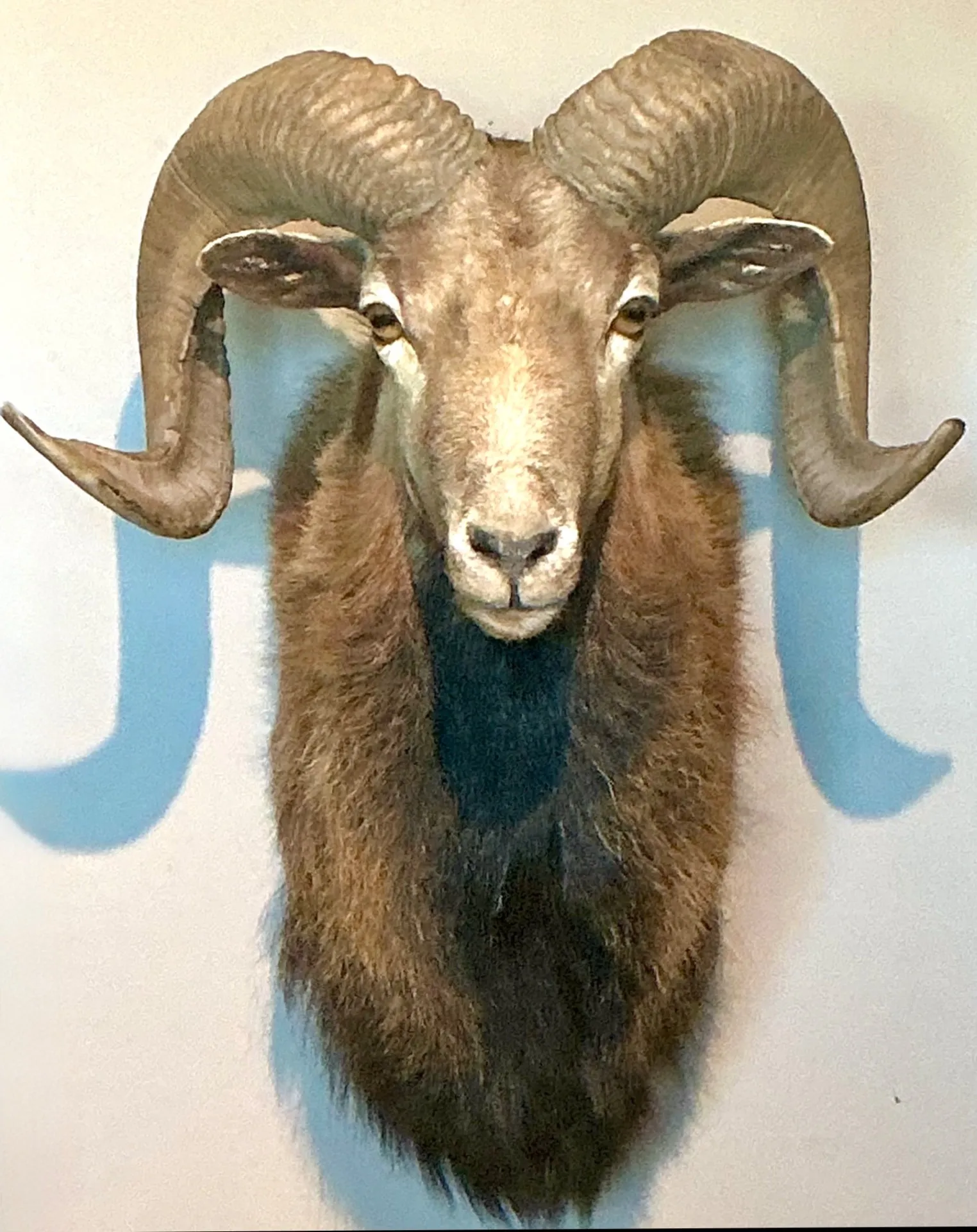 Vintage Ram Taxidermy Wall Mount — additional photo 5