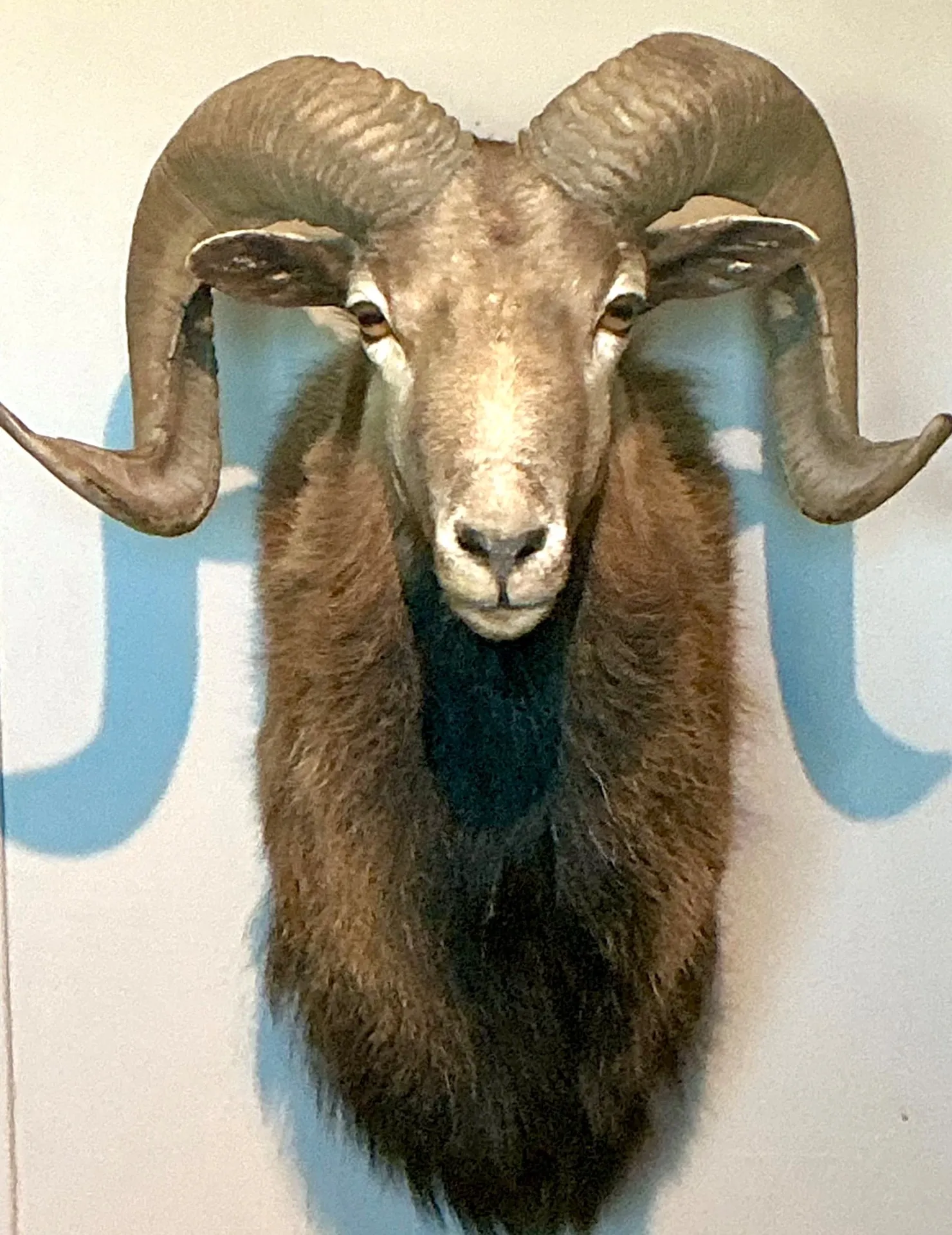 Vintage Ram Taxidermy Wall Mount — additional photo 6