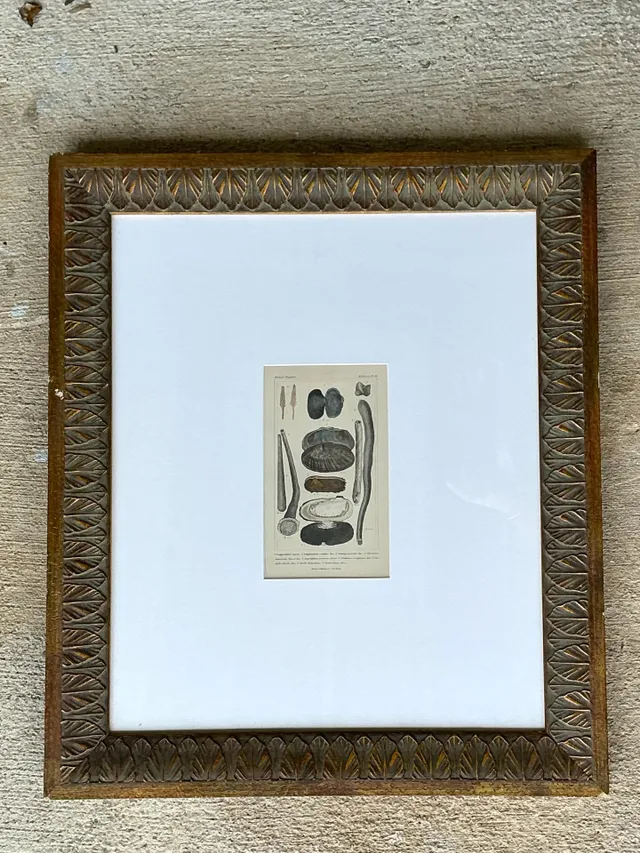 Vintage Undersea Specimen Print in Carved Wood Frame — additional photo 1