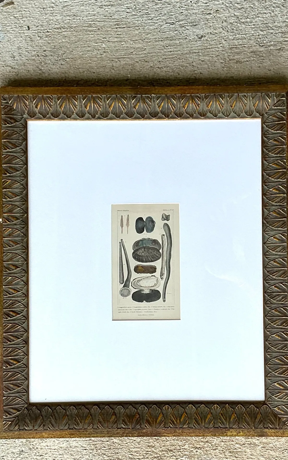 Vintage Undersea Specimen Print in Carved Wood Frame — additional photo 2