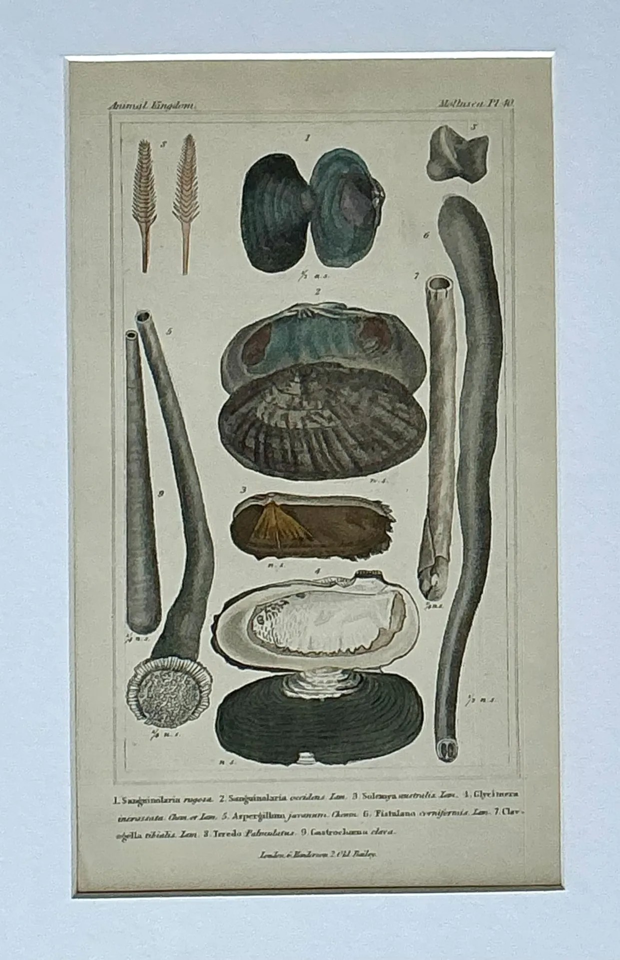 Vintage Undersea Specimen Print in Carved Wood Frame — additional photo 3