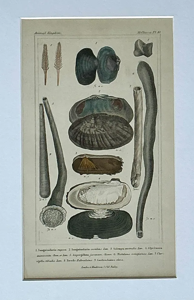 Vintage Undersea Specimen Print in Carved Wood Frame — additional photo 3