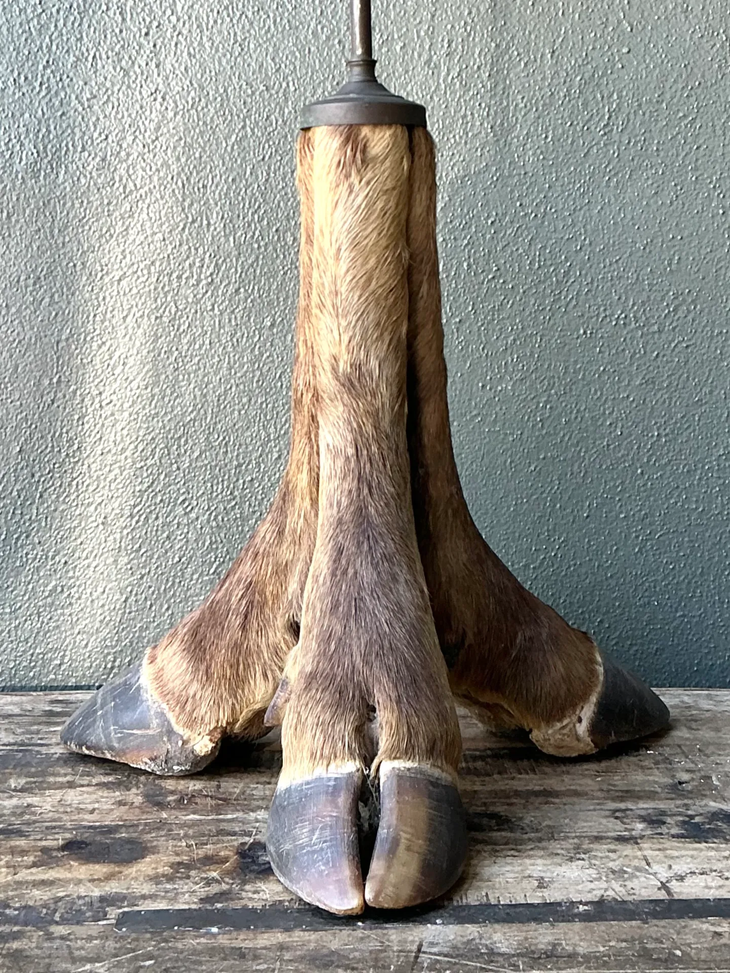 Vintage Taxidermy Hoof Table Lamp — additional photo 5