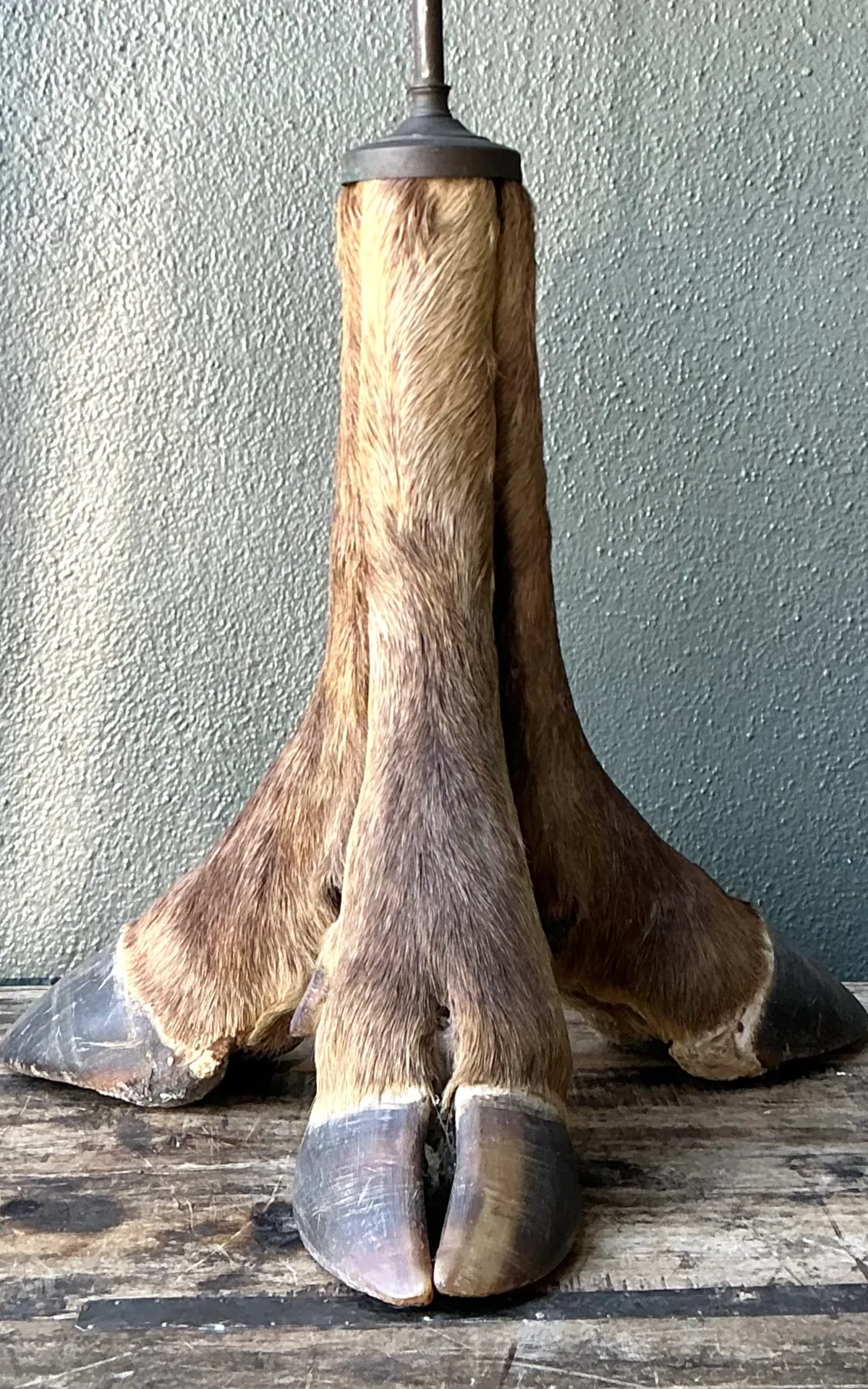 Vintage Taxidermy Hoof Table Lamp — additional photo 5