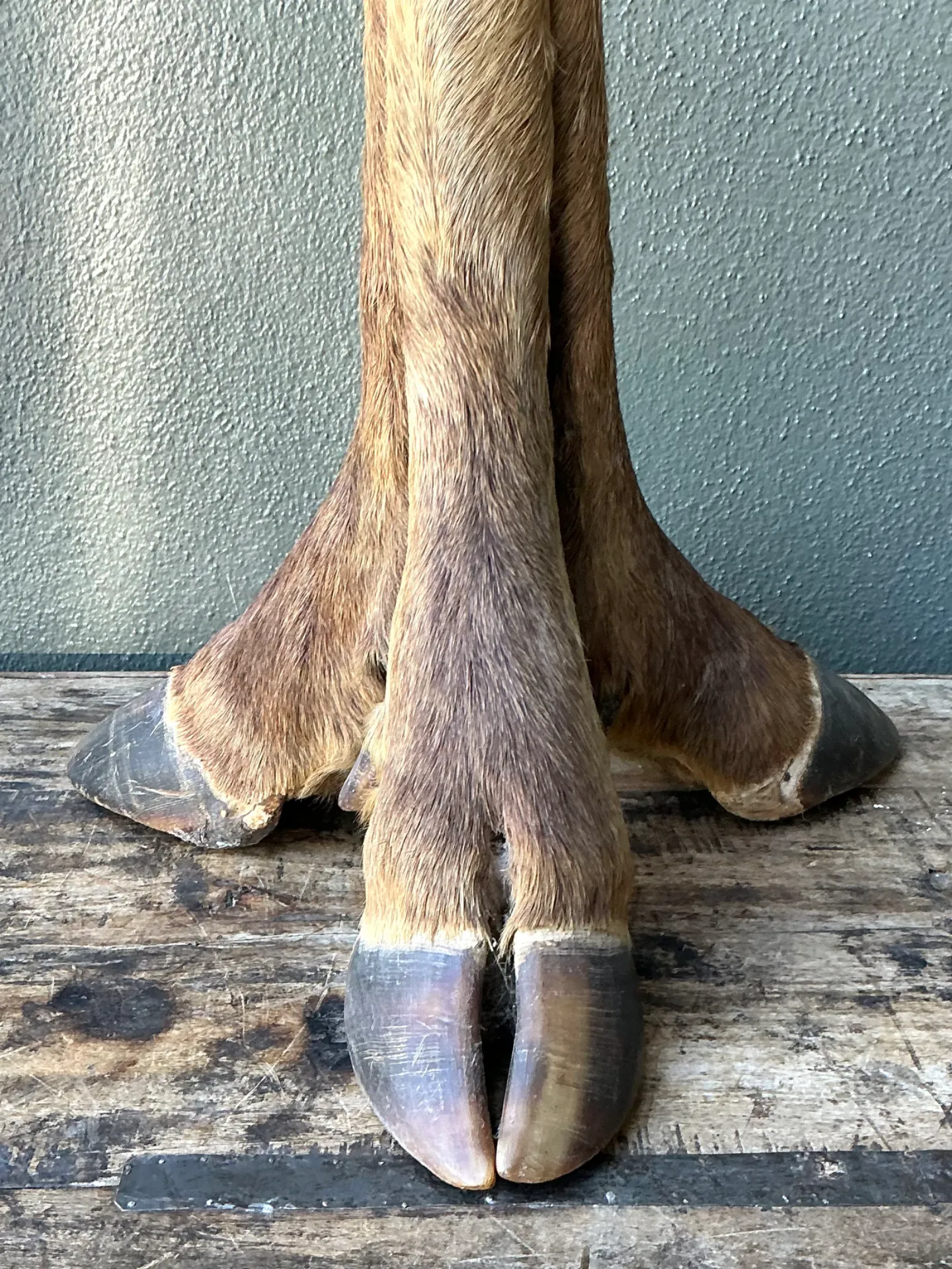 Vintage Taxidermy Hoof Table Lamp — additional photo 3