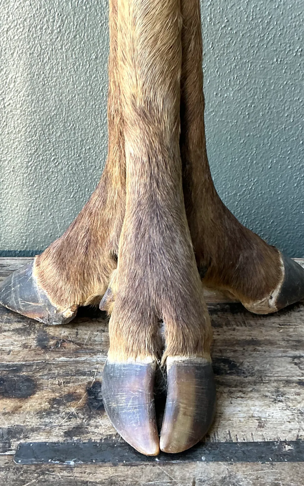 Vintage Taxidermy Hoof Table Lamp — additional photo 3
