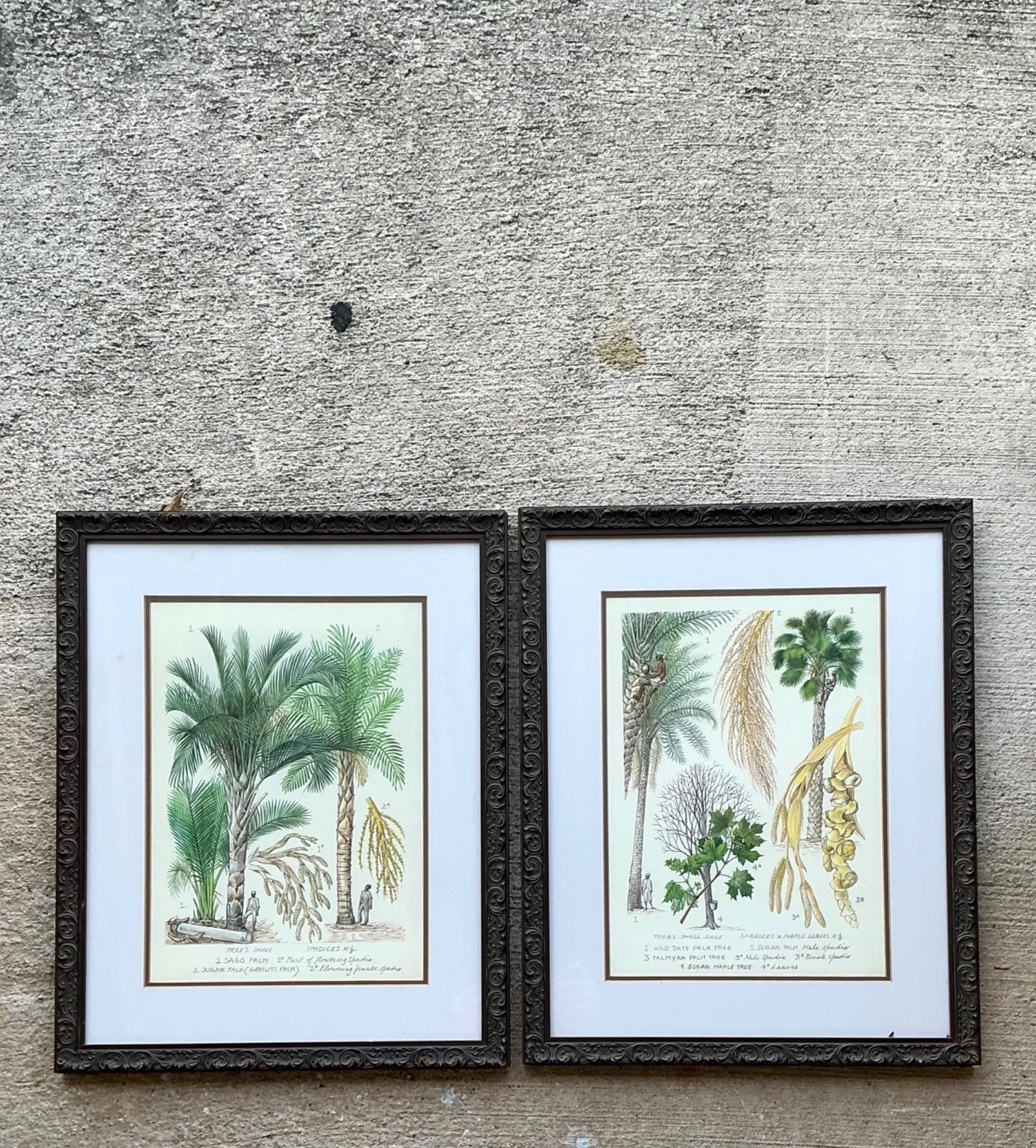Vintage Framed Botanical Palm Illustrations - Set of 2 — additional photo 2