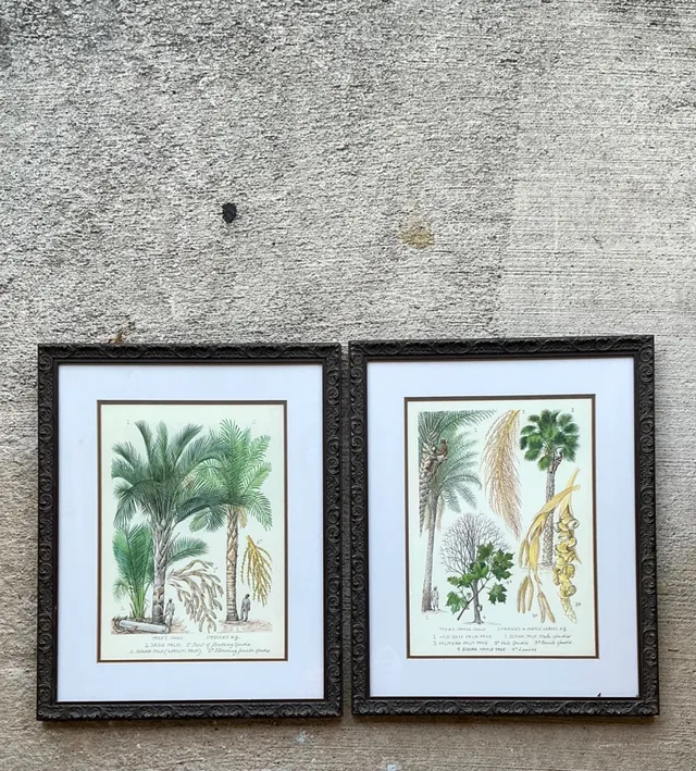 Vintage Framed Botanical Palm Illustrations - Set of 2 — additional photo 2