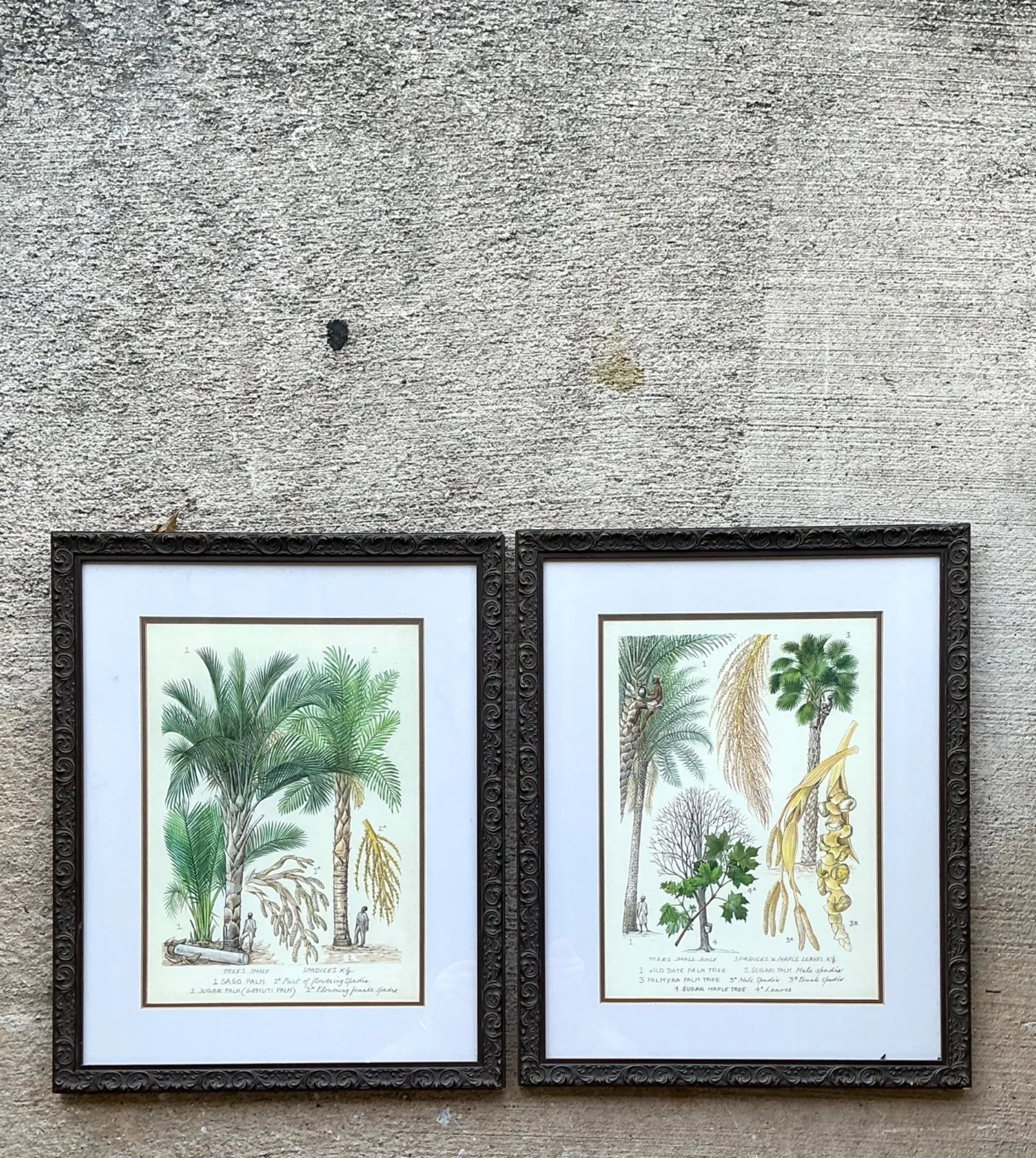 Vintage Framed Botanical Palm Illustrations - Set of 2 — additional photo 4