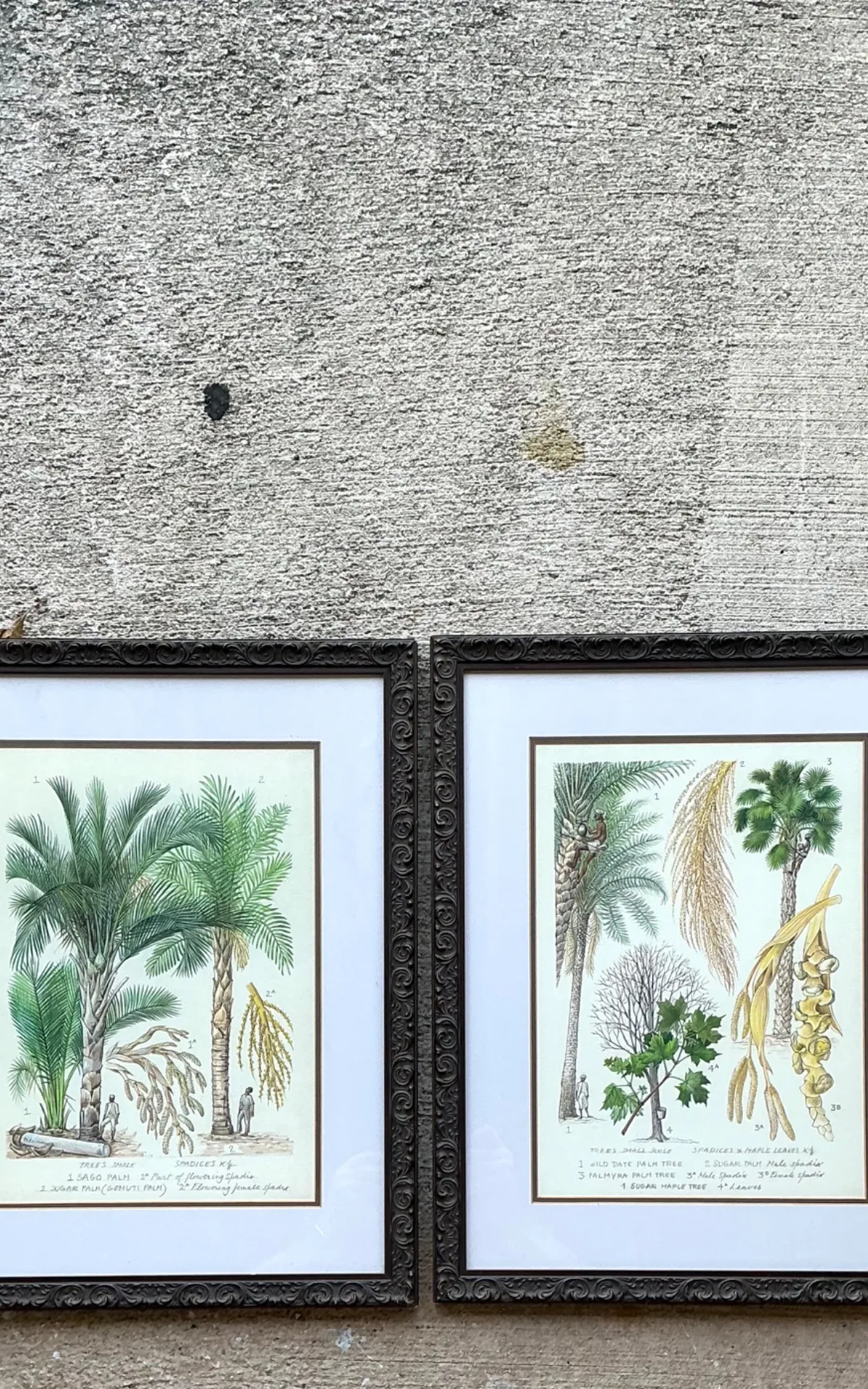 Vintage Framed Botanical Palm Illustrations - Set of 2 — additional photo 4