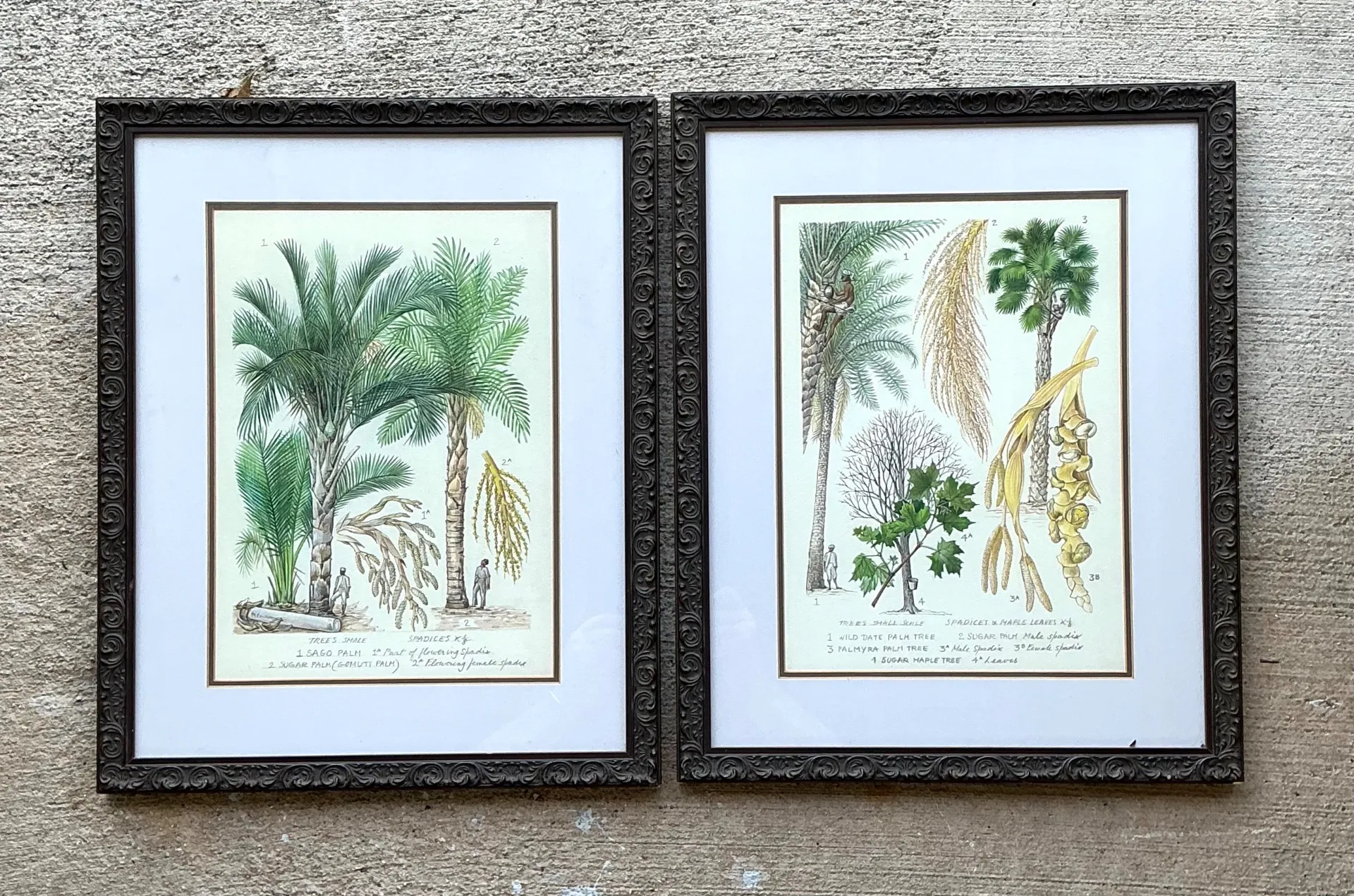 Vintage Framed Botanical Palm Illustrations - Set of 2 — additional photo 6