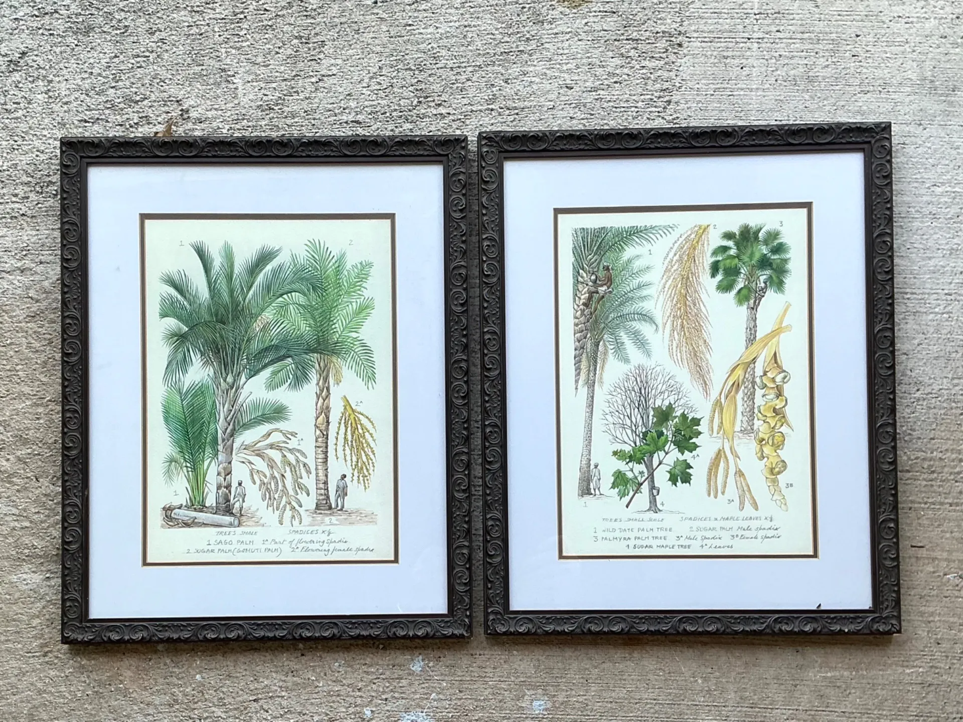 Vintage Framed Botanical Palm Illustrations - Set of 2 — additional photo 8
