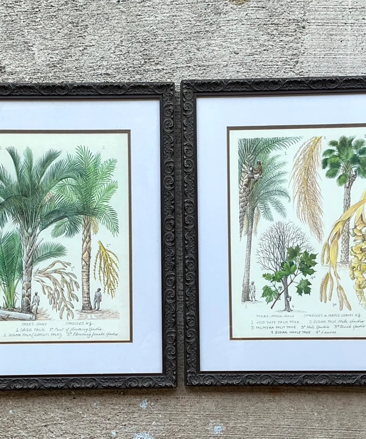 Vintage Framed Botanical Palm Illustrations - Set of 2 — additional photo 8
