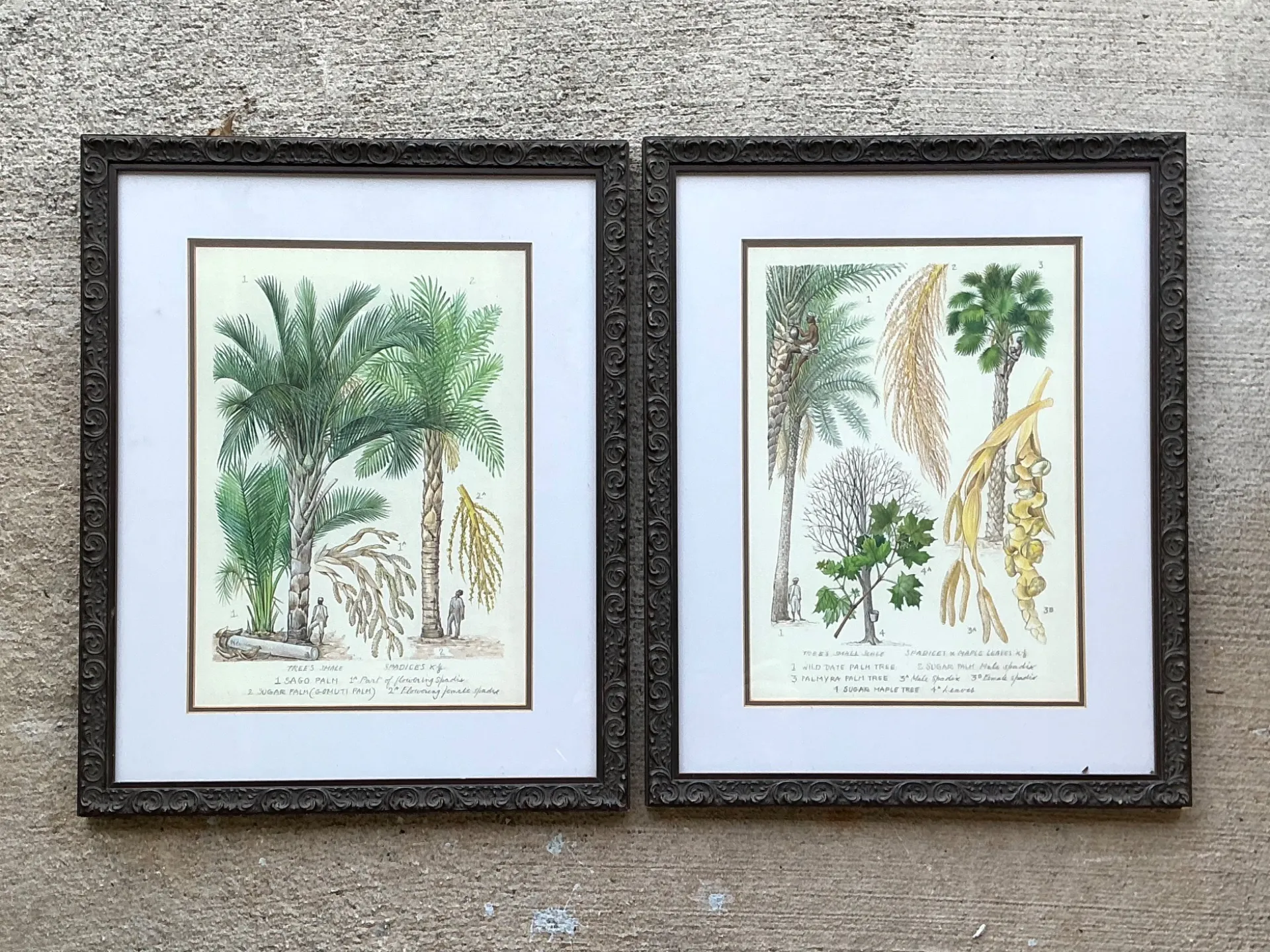 Vintage Framed Botanical Palm Illustrations - Set of 2 — additional photo 7