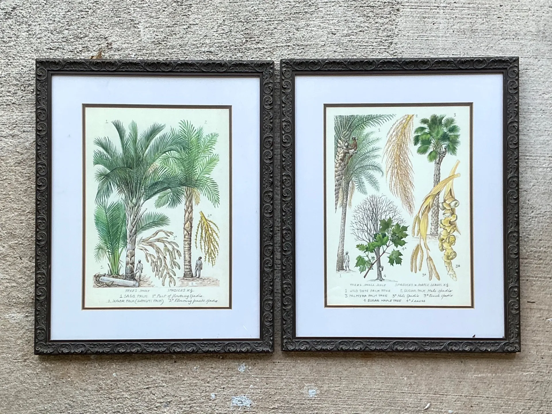 Vintage Framed Botanical Palm Illustrations - Set of 2 — additional photo 1
