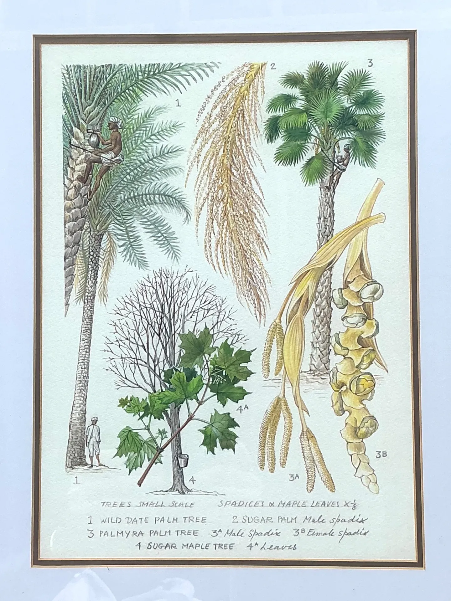 Vintage Framed Botanical Palm Illustrations - Set of 2 — additional photo 3