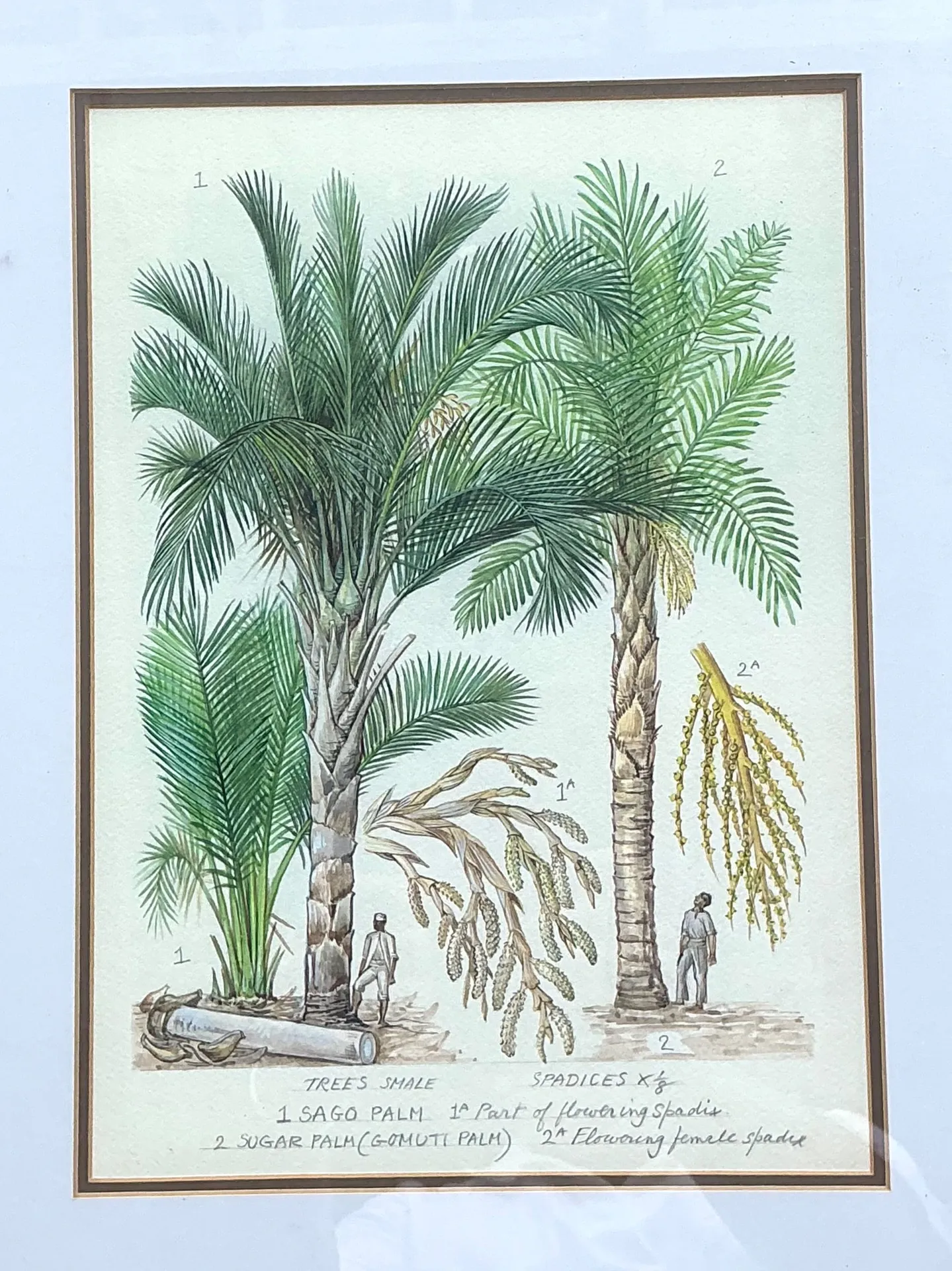 Vintage Framed Botanical Palm Illustrations - Set of 2 — additional photo 5