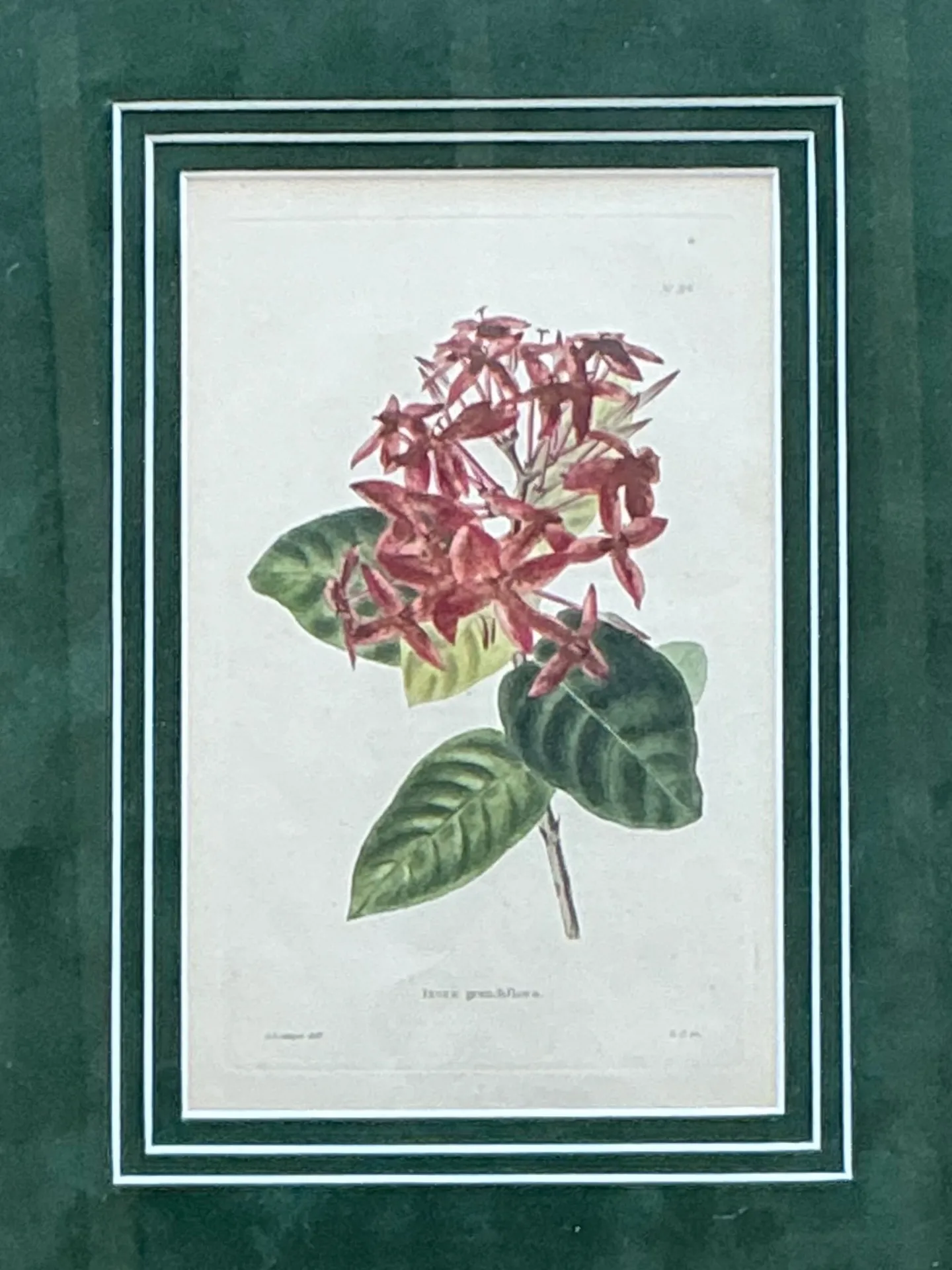 Vintage Framed Botanical Floral Prints - A Pair — additional photo 3