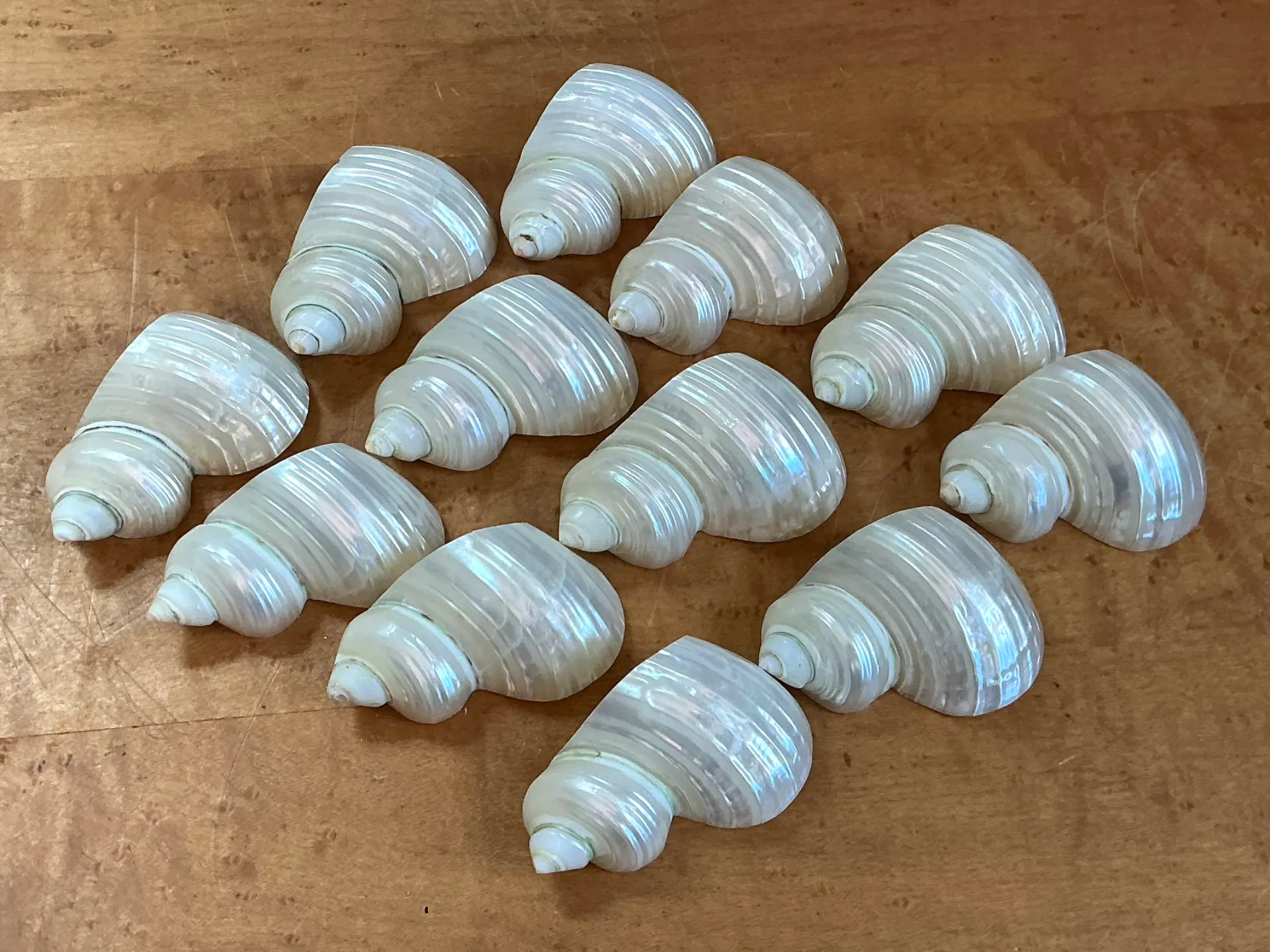 Vintage Shell Napkin Rings - Set of 12 — additional photo 7