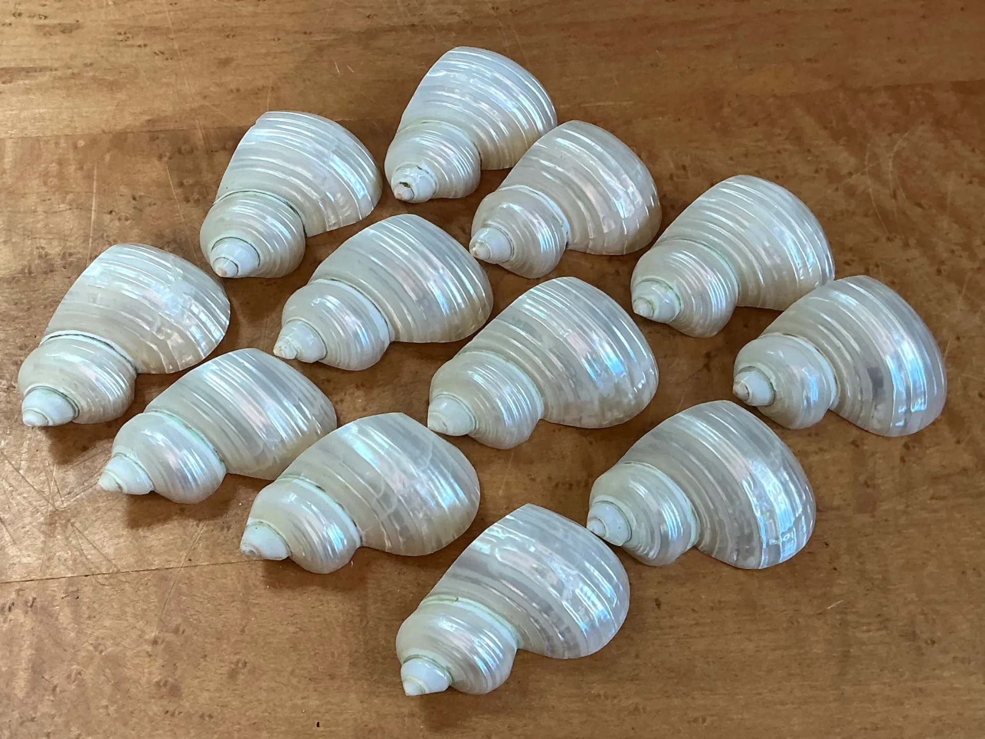 Vintage Shell Napkin Rings - Set of 12 — additional photo 4