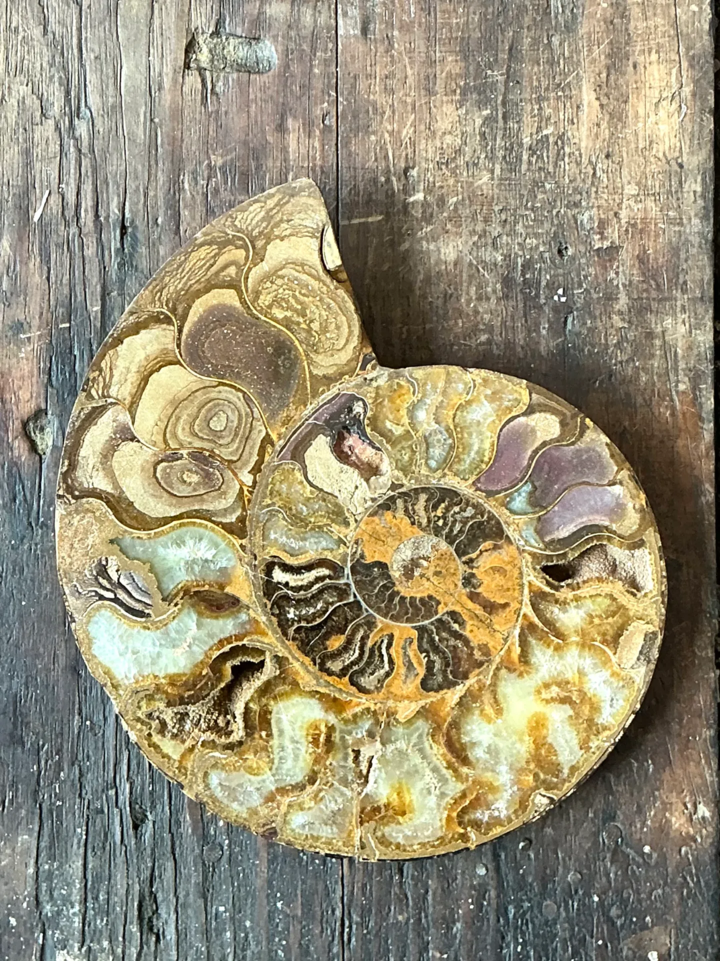 Vintage Fossilized Ammonite Specimen — additional photo 2