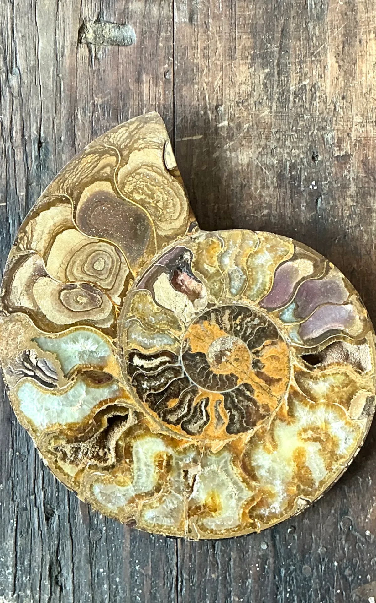 Vintage Fossilized Ammonite Specimen — additional photo 2