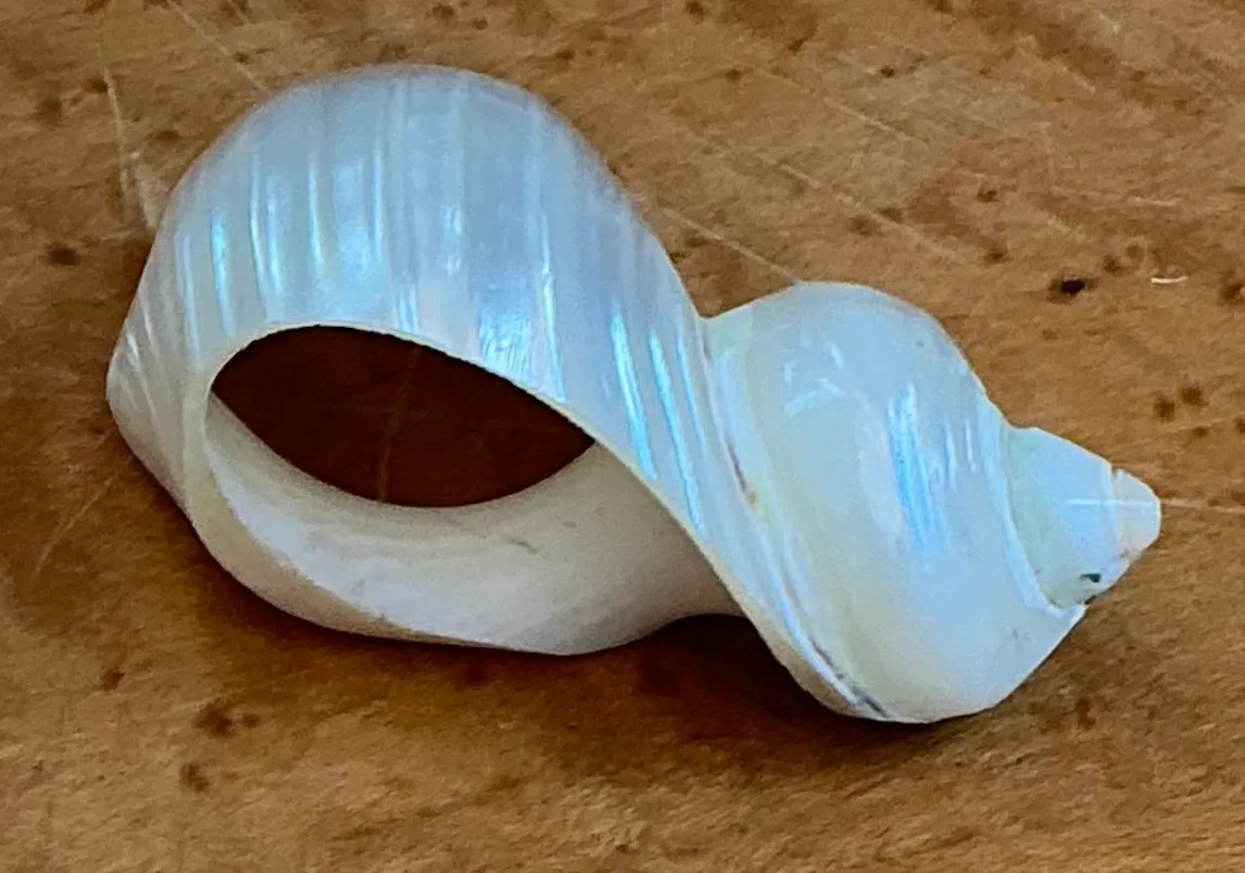 Vintage Shell Napkin Rings - Set of 12 — additional photo 1