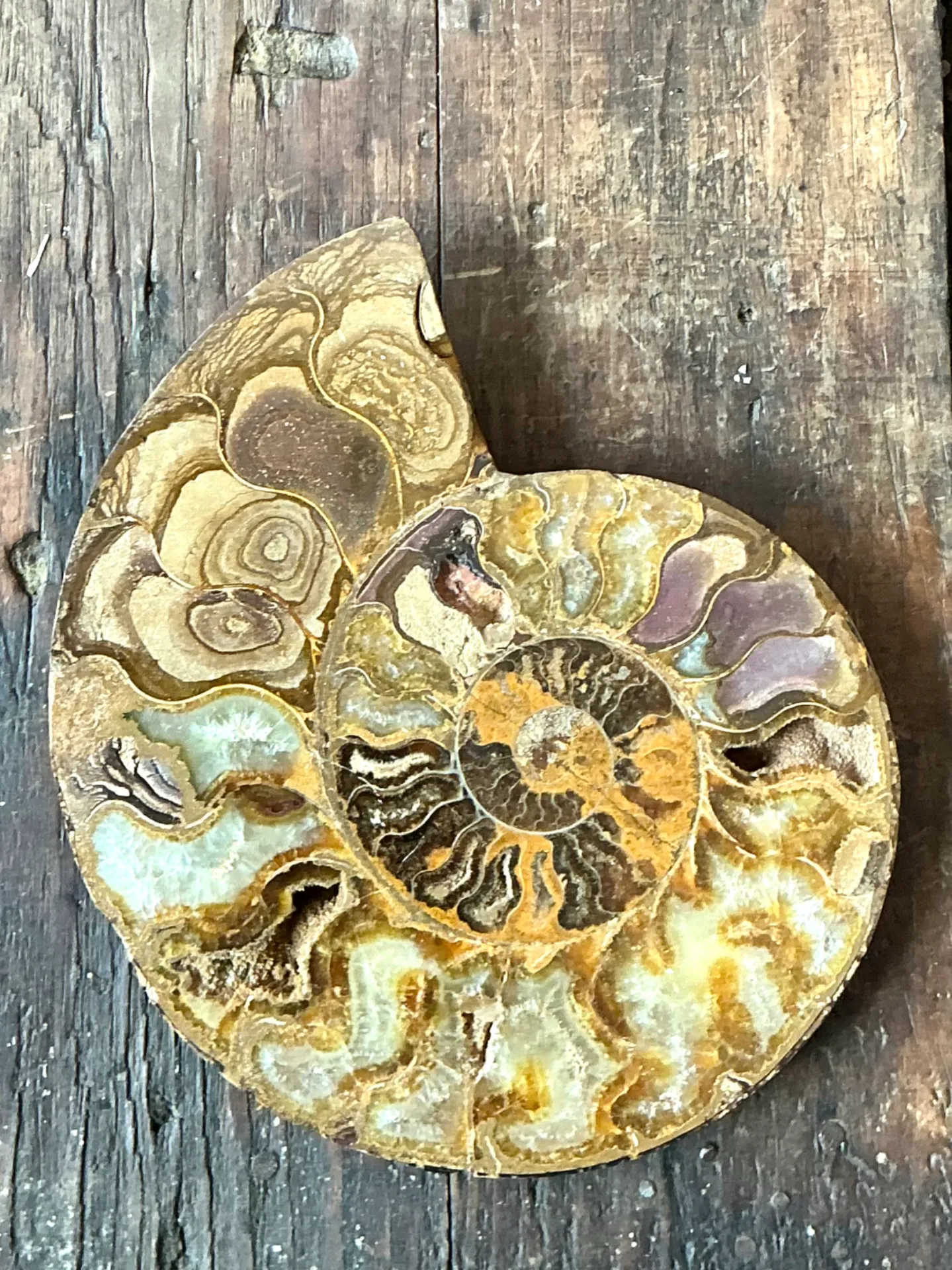 Vintage Fossilized Ammonite Specimen — additional photo 1