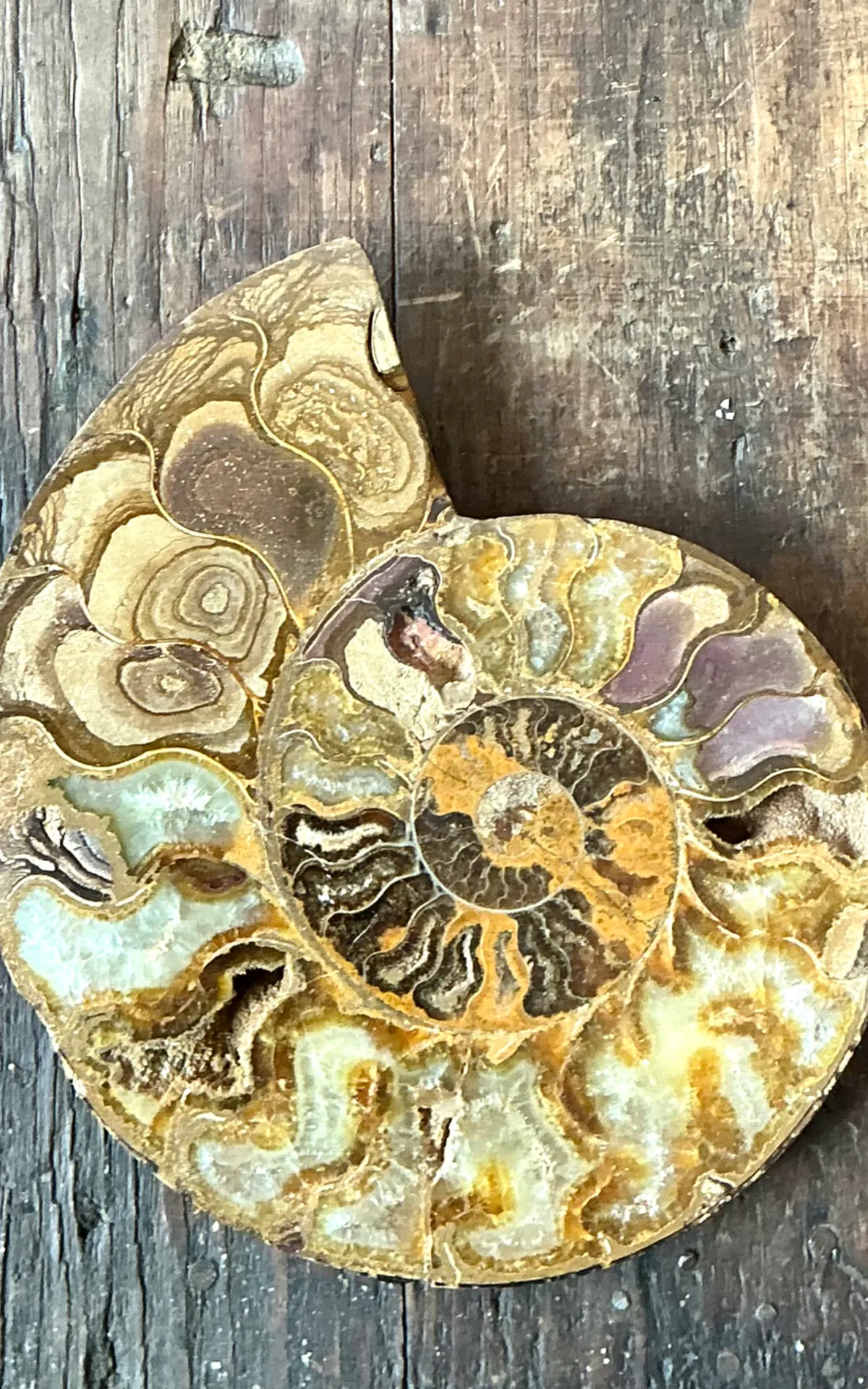 Vintage Fossilized Ammonite Specimen — additional photo 1