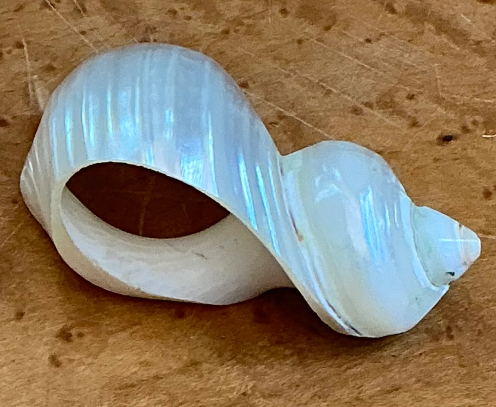 Vintage Shell Napkin Rings - Set of 12 — additional photo 3