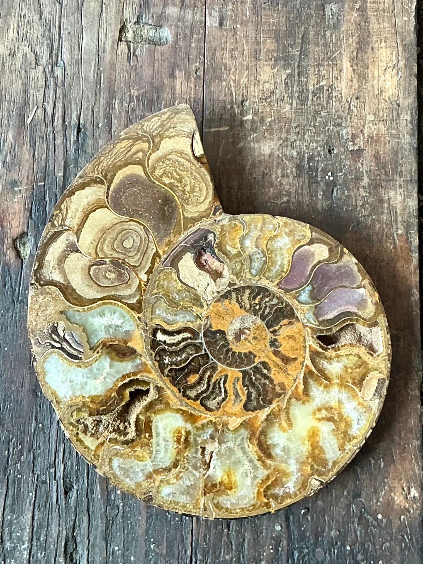 Vintage Fossilized Ammonite Specimen — additional photo 4