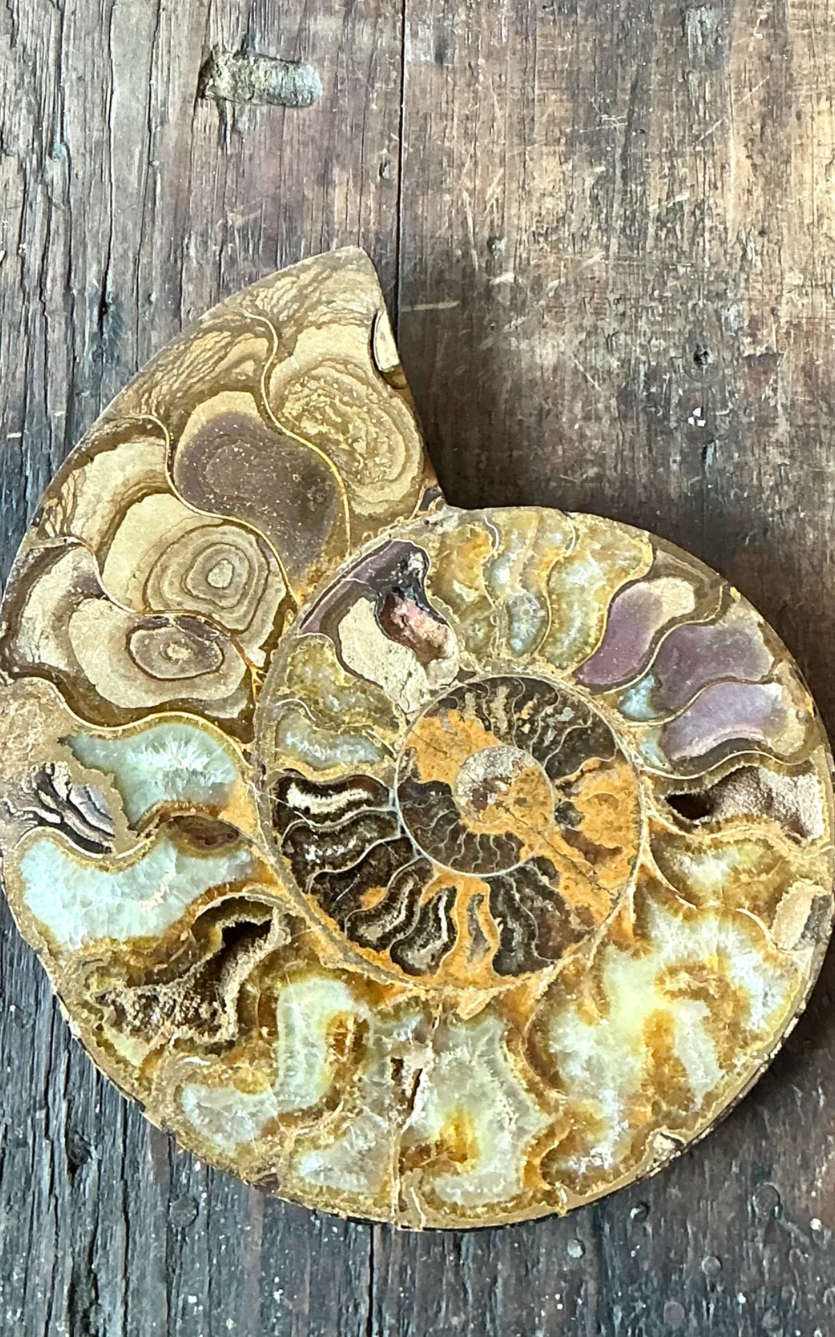 Vintage Fossilized Ammonite Specimen — additional photo 4