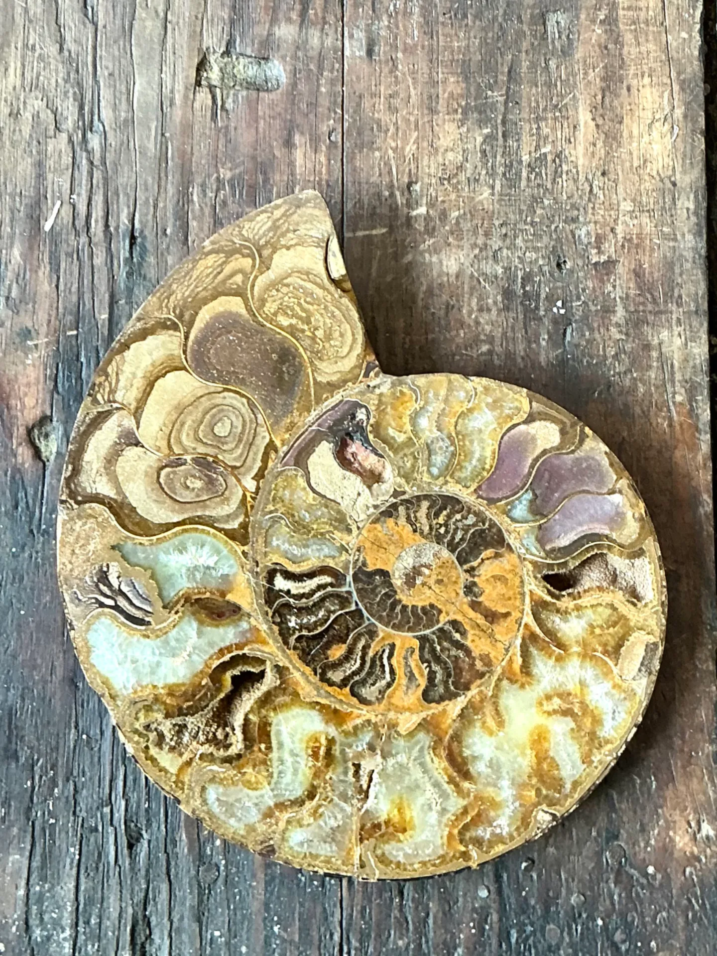 Vintage Fossilized Ammonite Specimen — additional photo 5