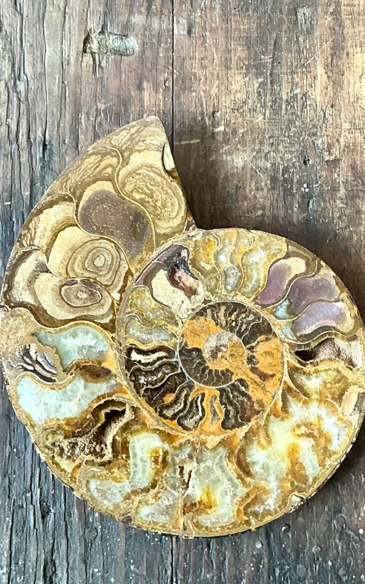 Vintage Fossilized Ammonite Specimen — additional photo 5