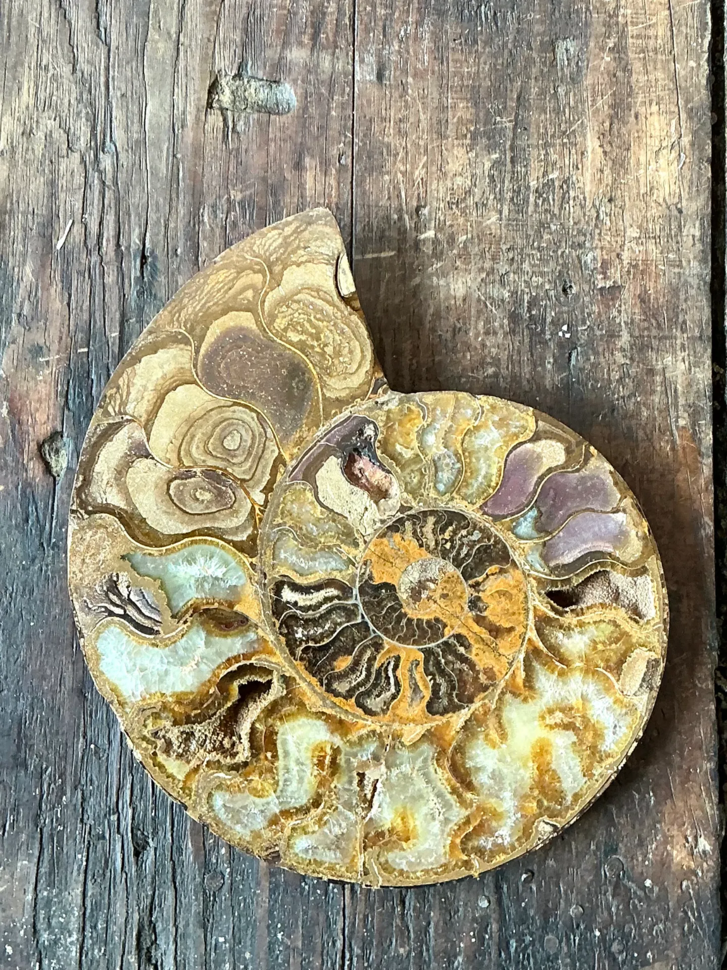 Vintage Fossilized Ammonite Specimen — additional photo 6